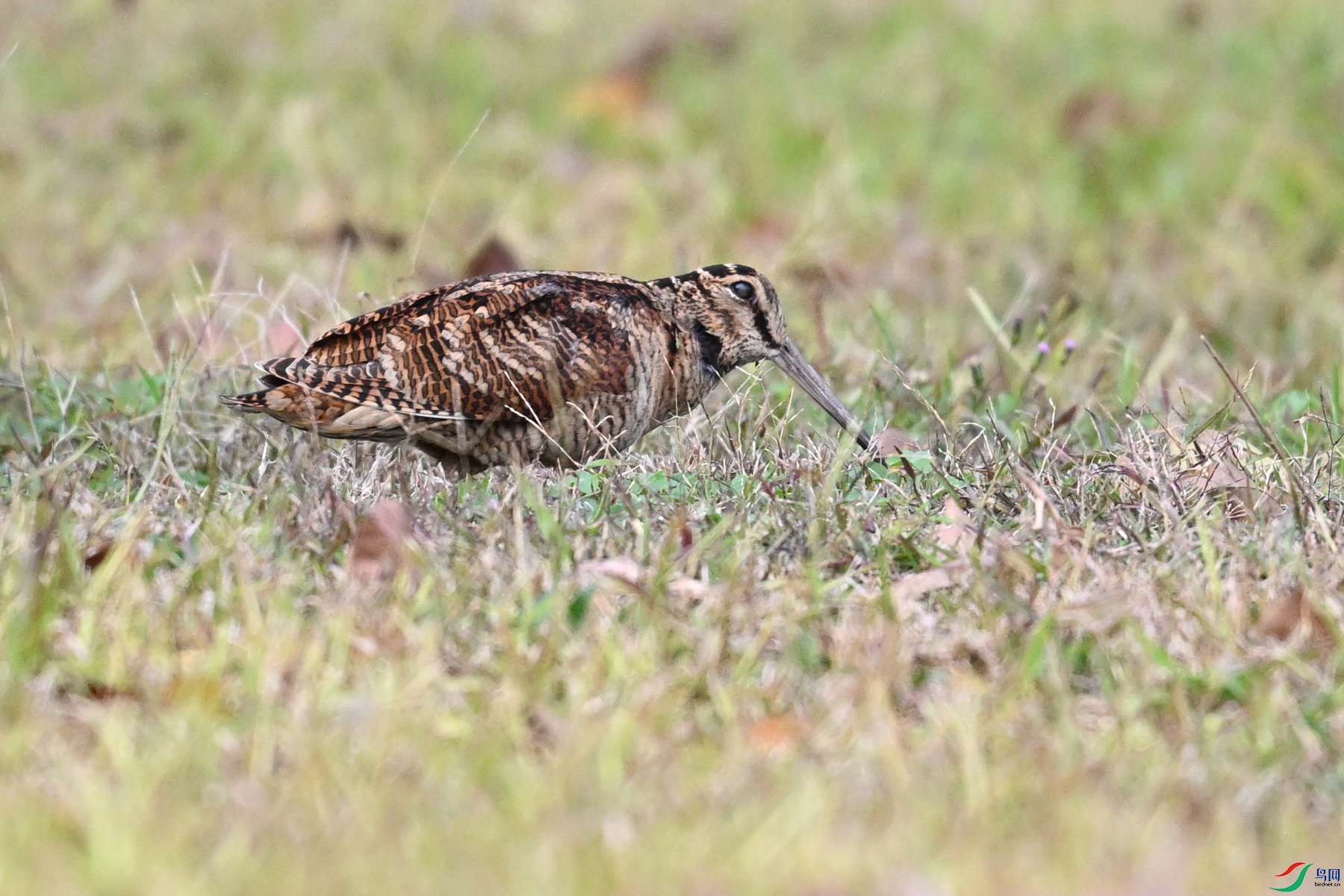 DSC_8595.JPG