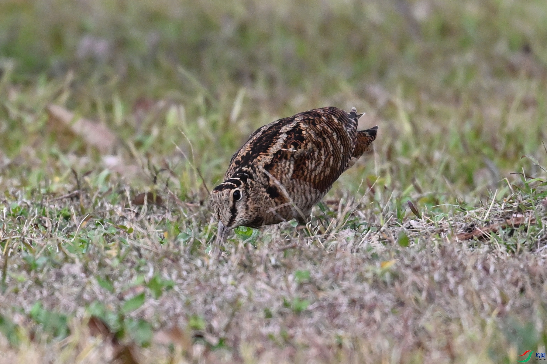 DSC_8637.JPG