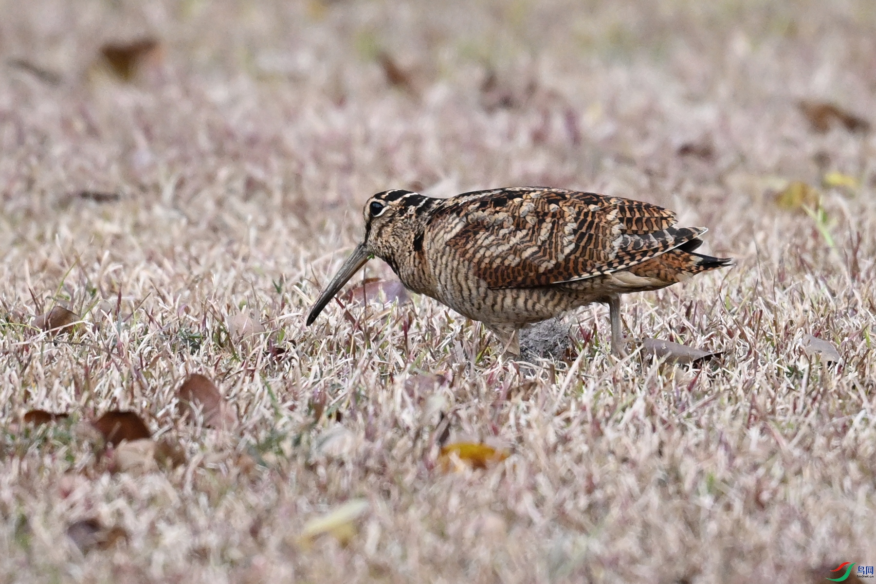 DSC_8662.JPG