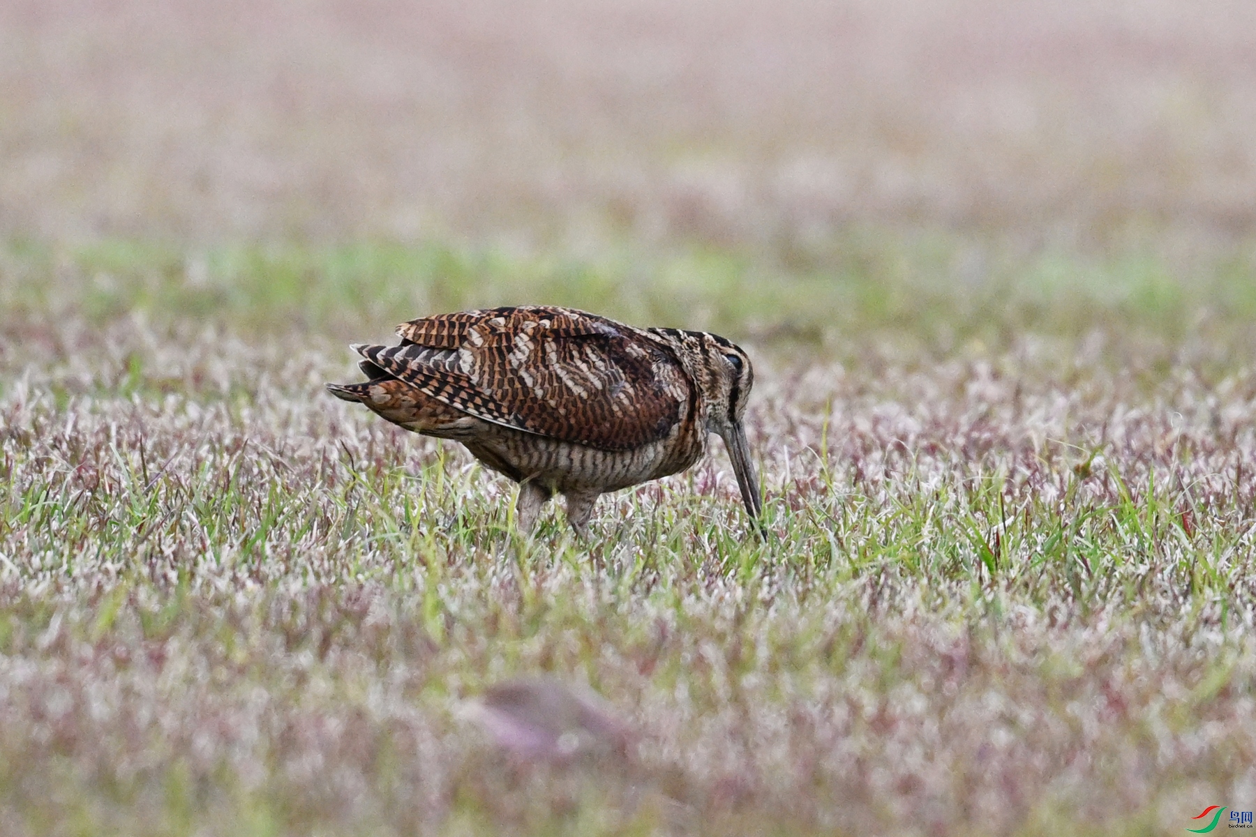 DSC_8683.JPG