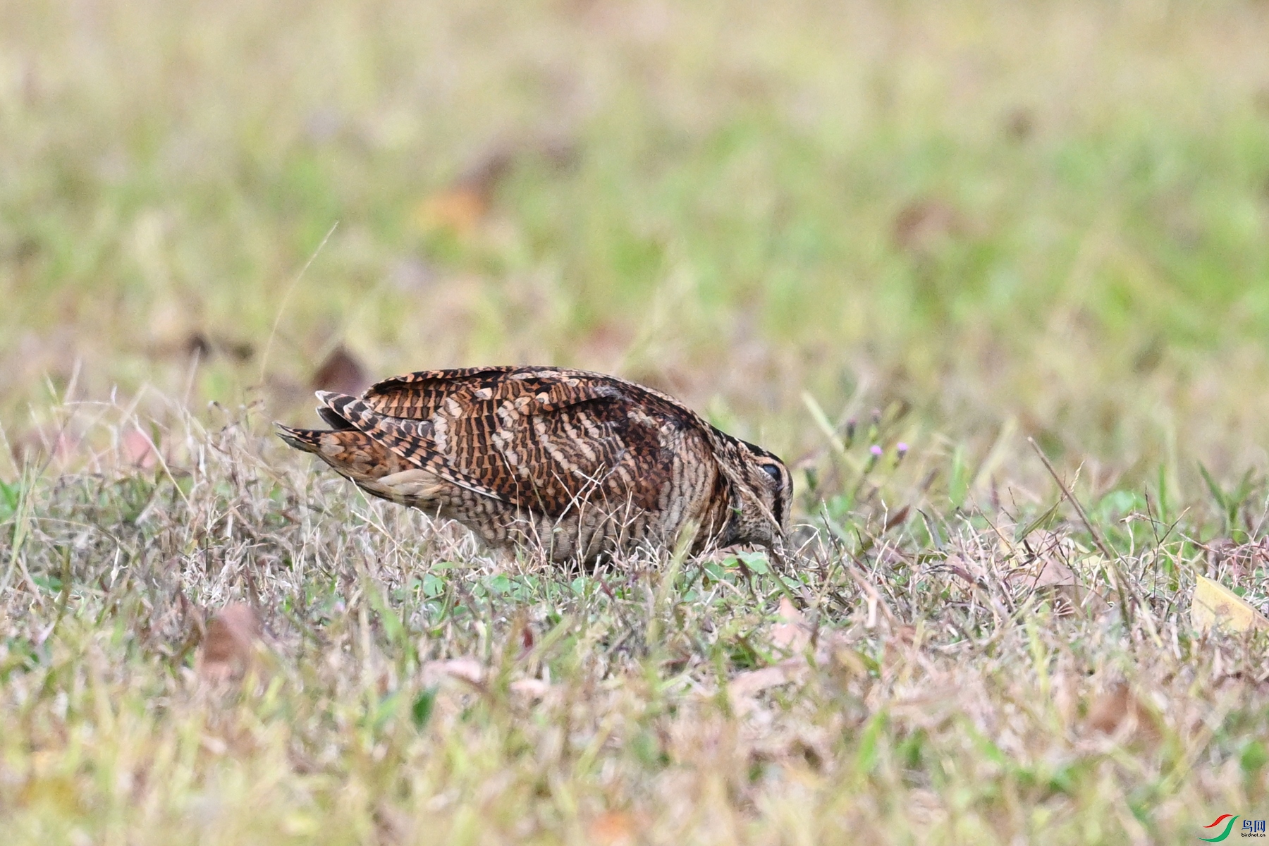 DSC_8598.JPG