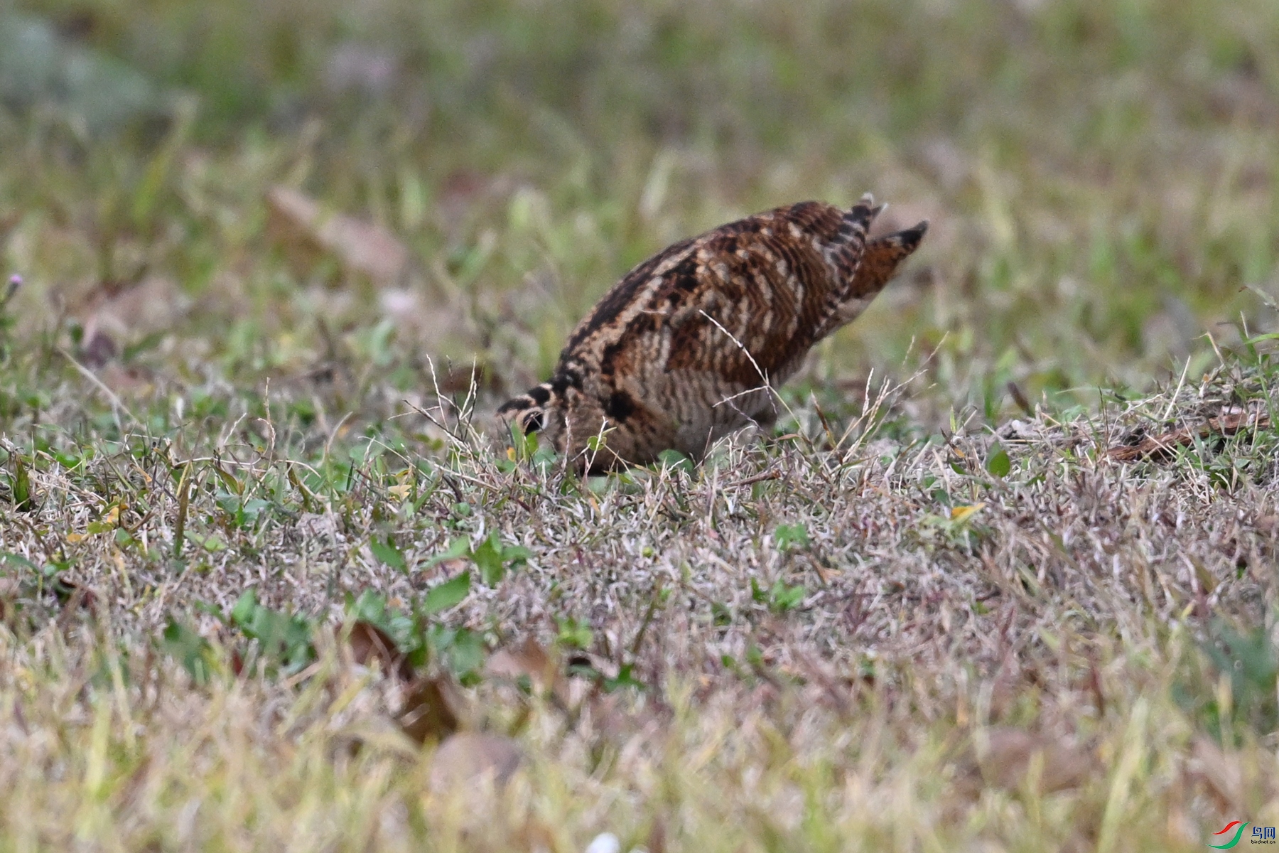 DSC_8641.JPG