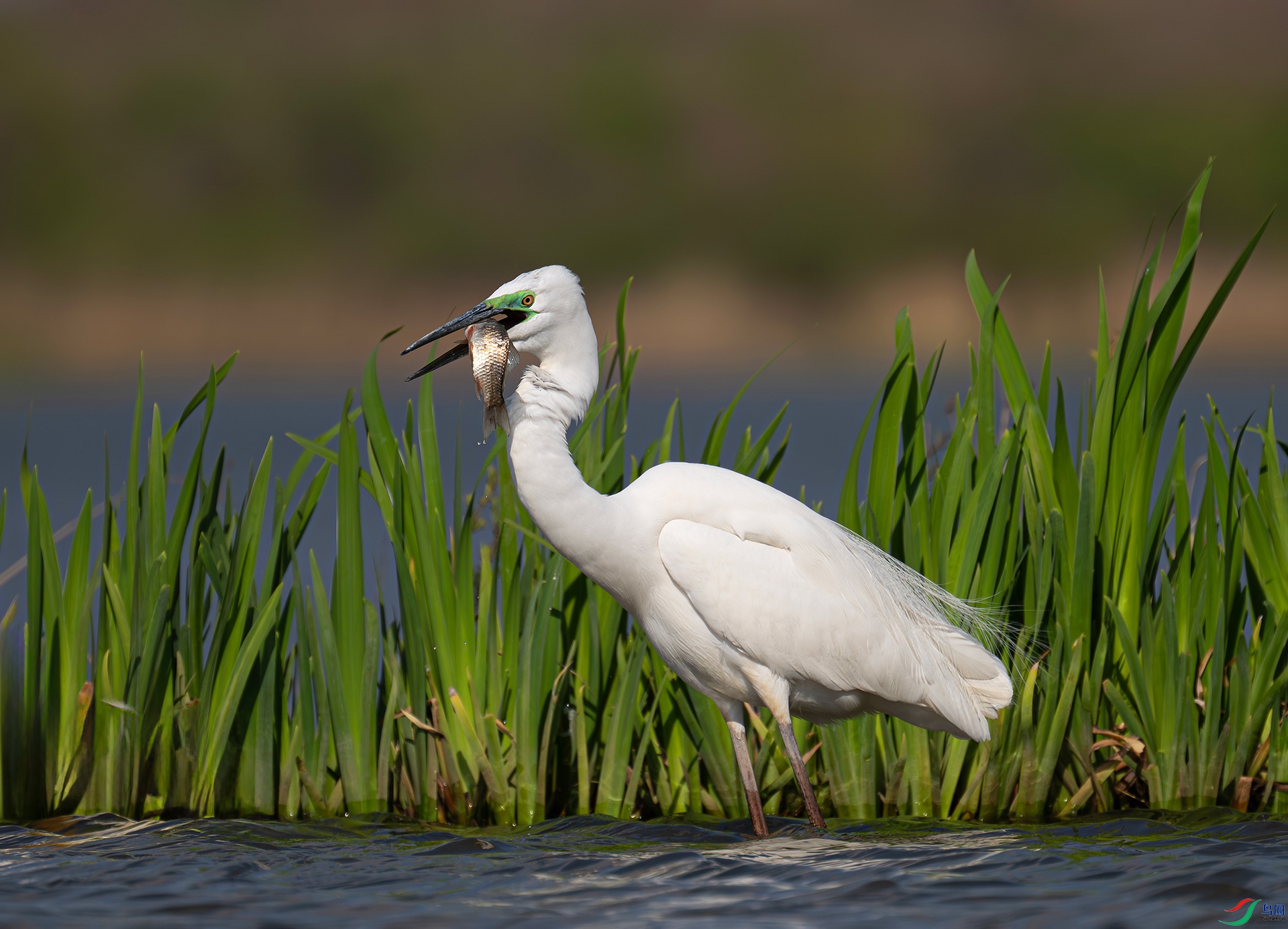DSC_6567ds4.jpg
