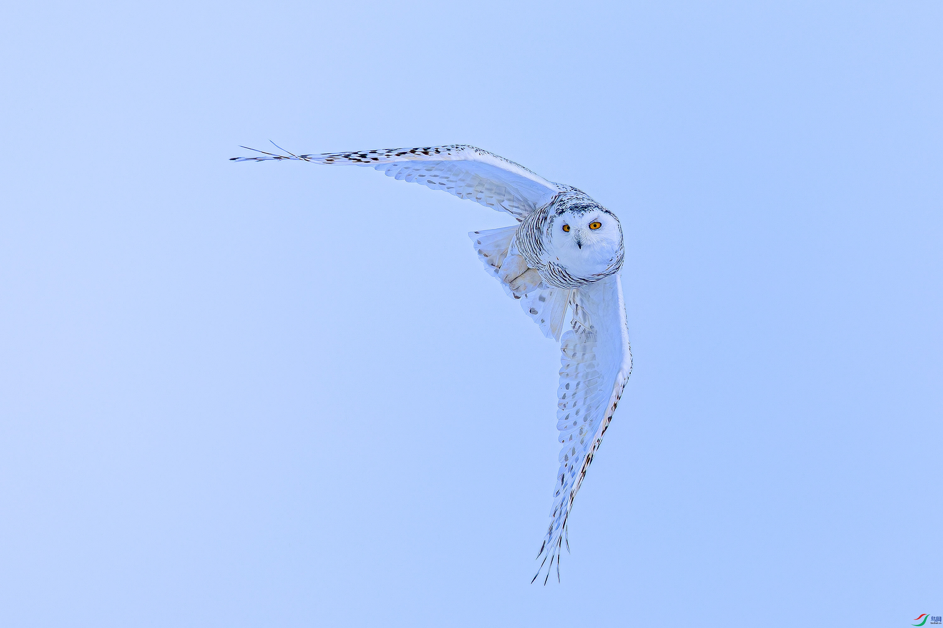 _72A3149-����ǿ-NR.JPG