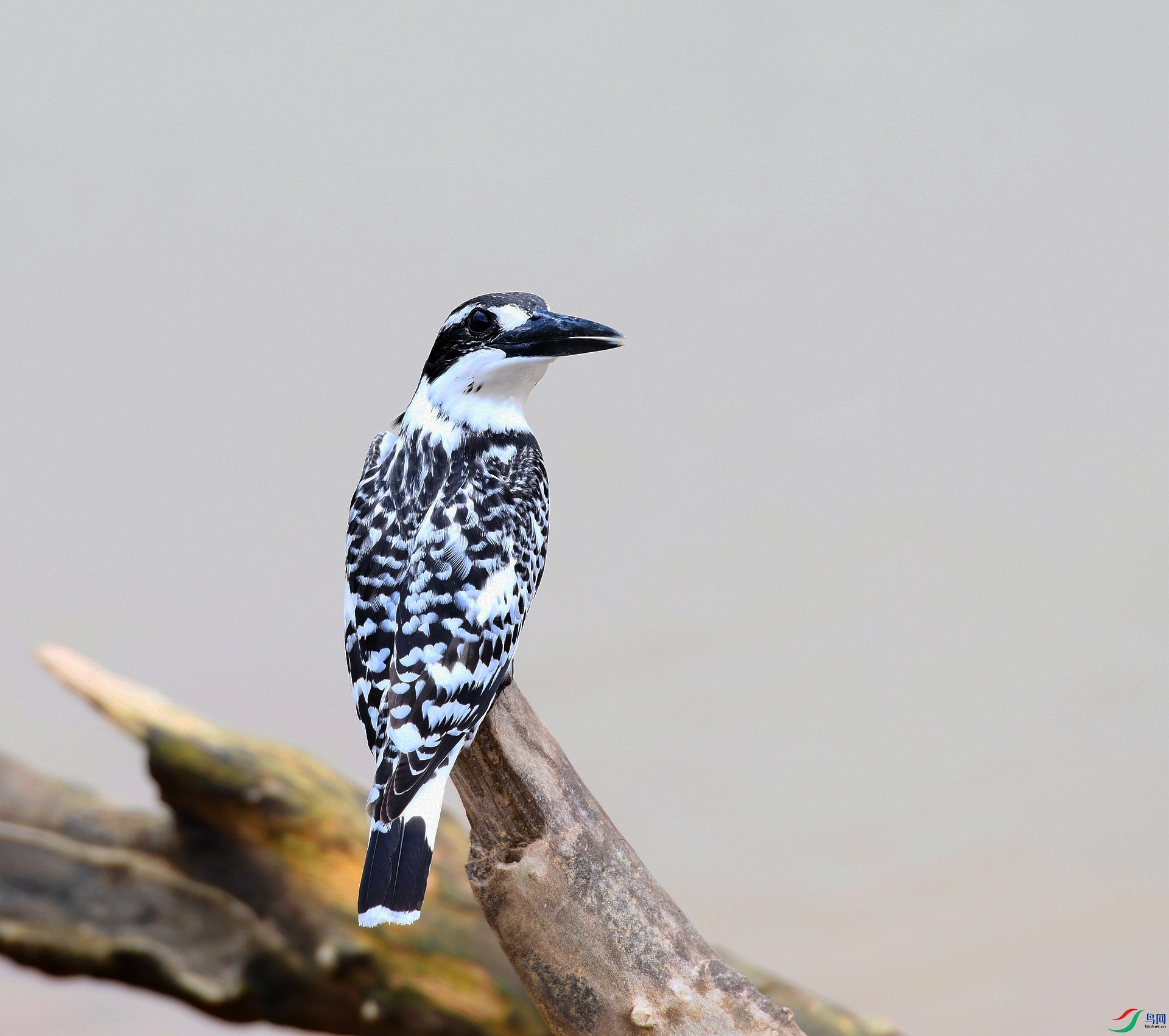 DSC_7994.jpg