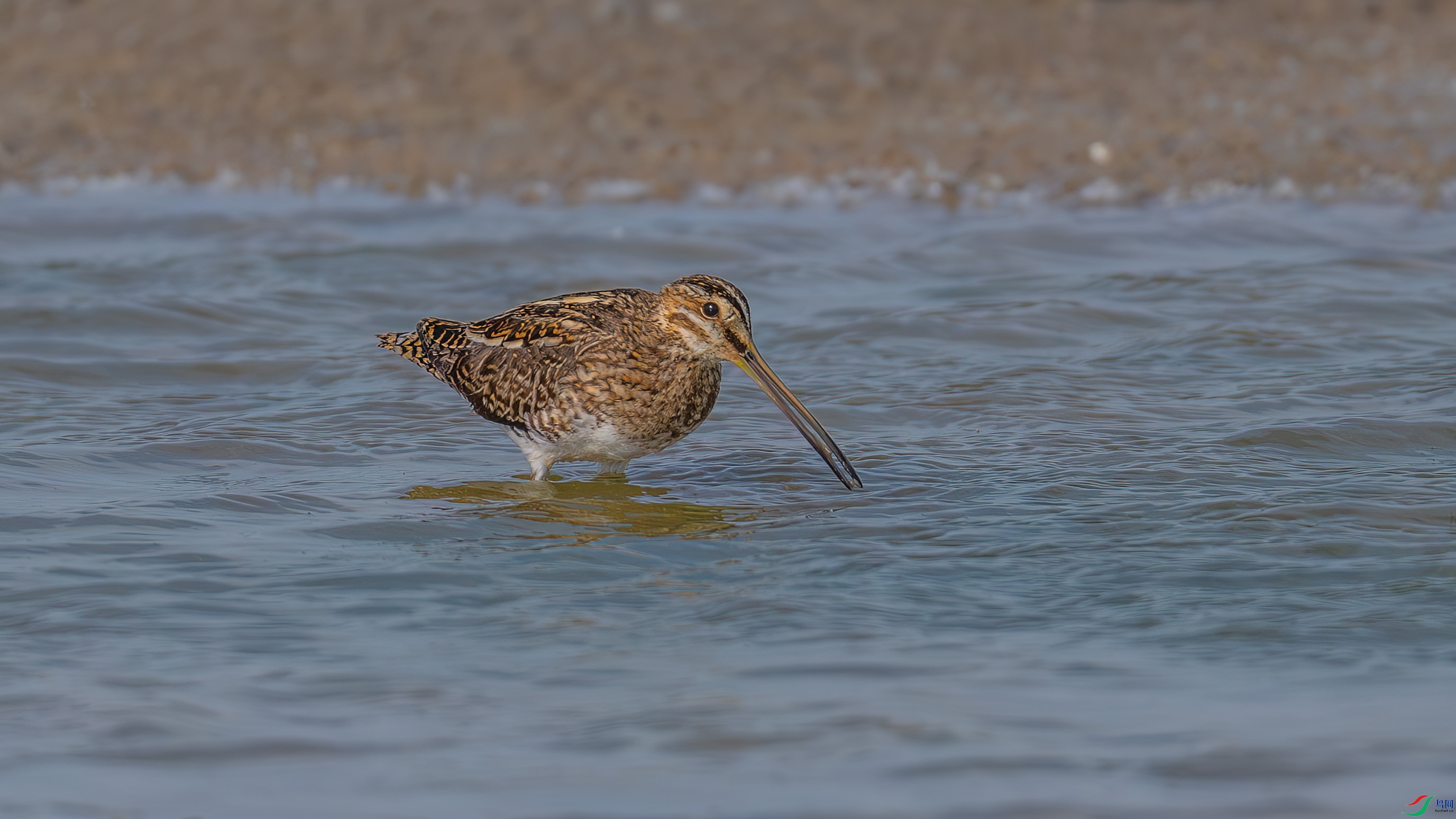 DSC_4639.jpg