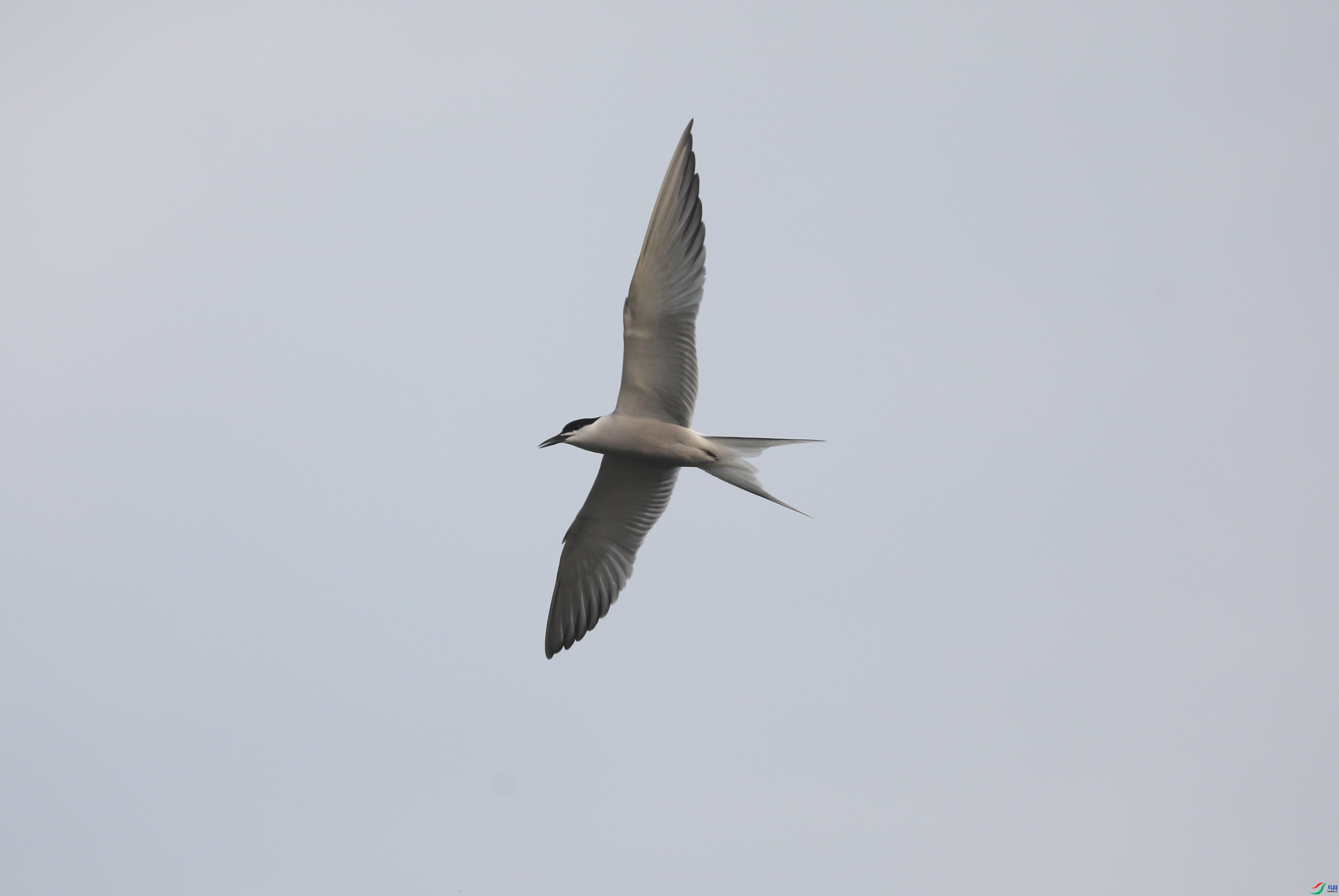 BL7A8390.JPG