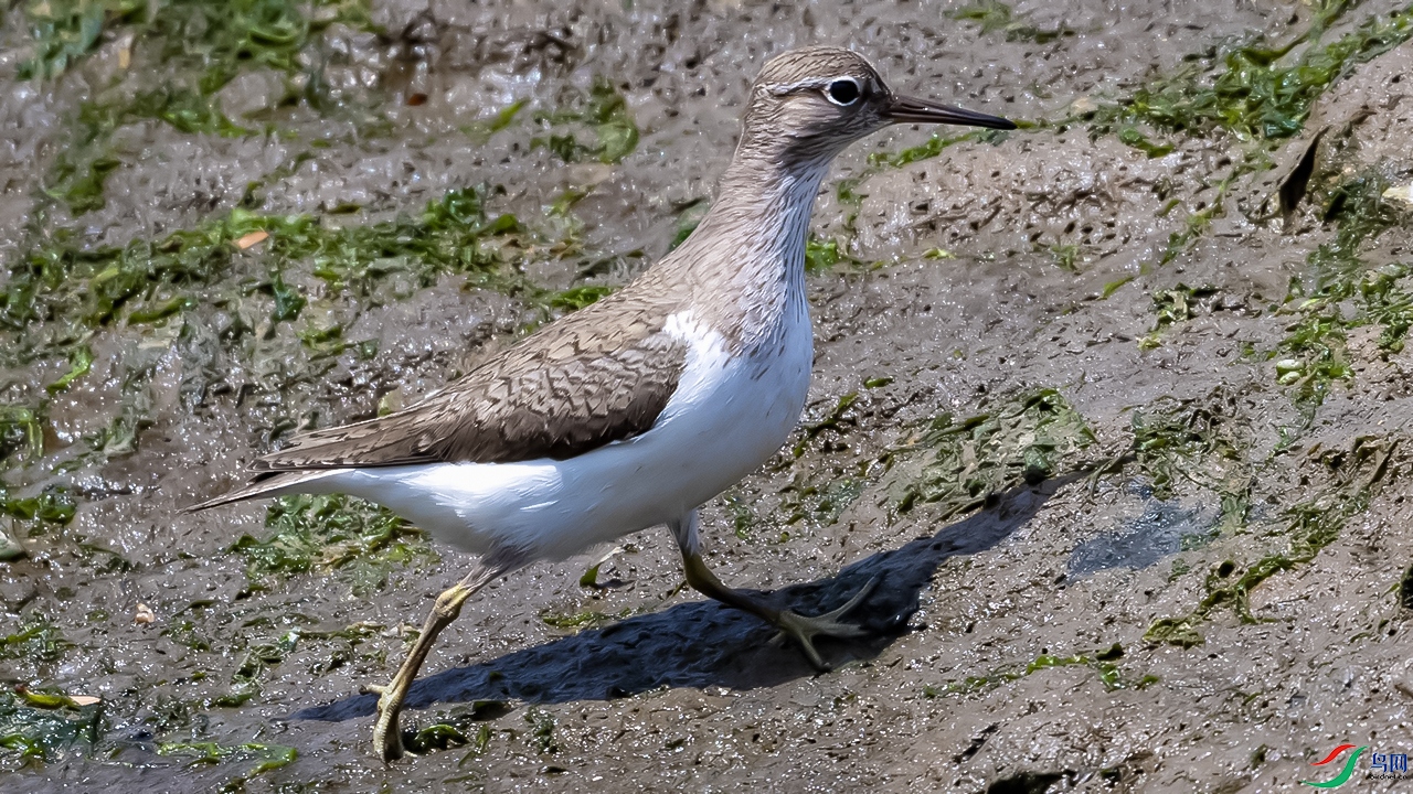 DSC_4294-.jpg