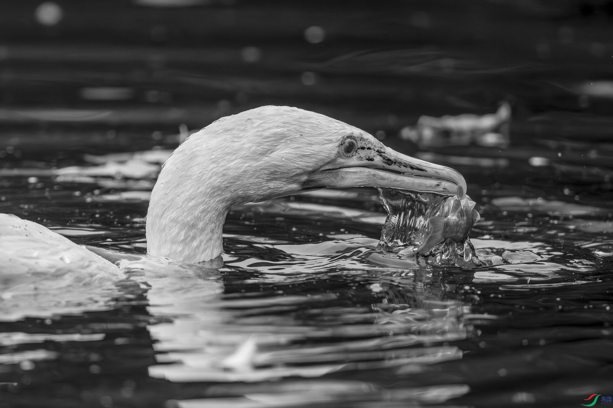 _DSC6644.jpg