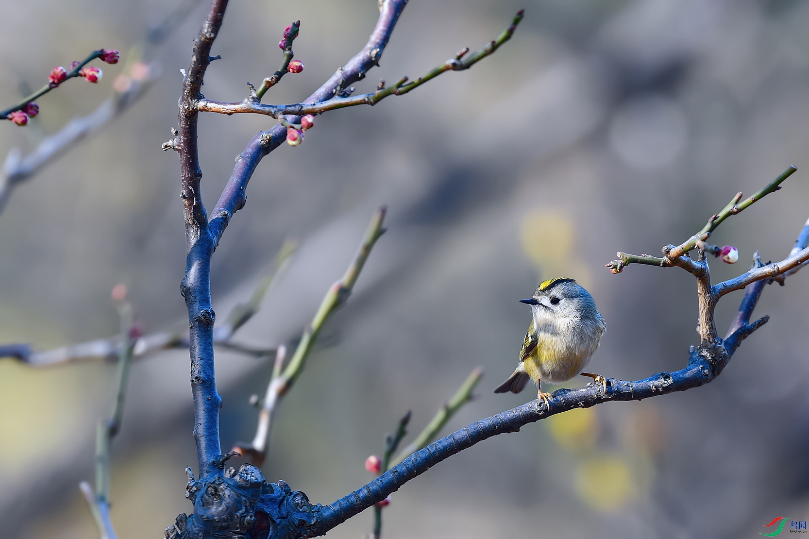 DSC_1169aa.jpg