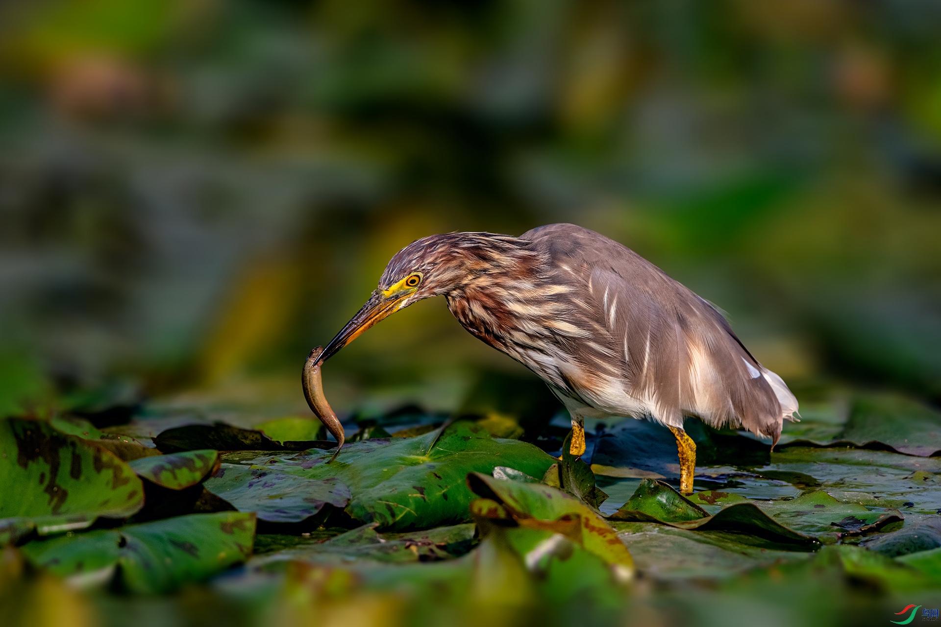 _AUU9552 ����(26.3.21).jpg