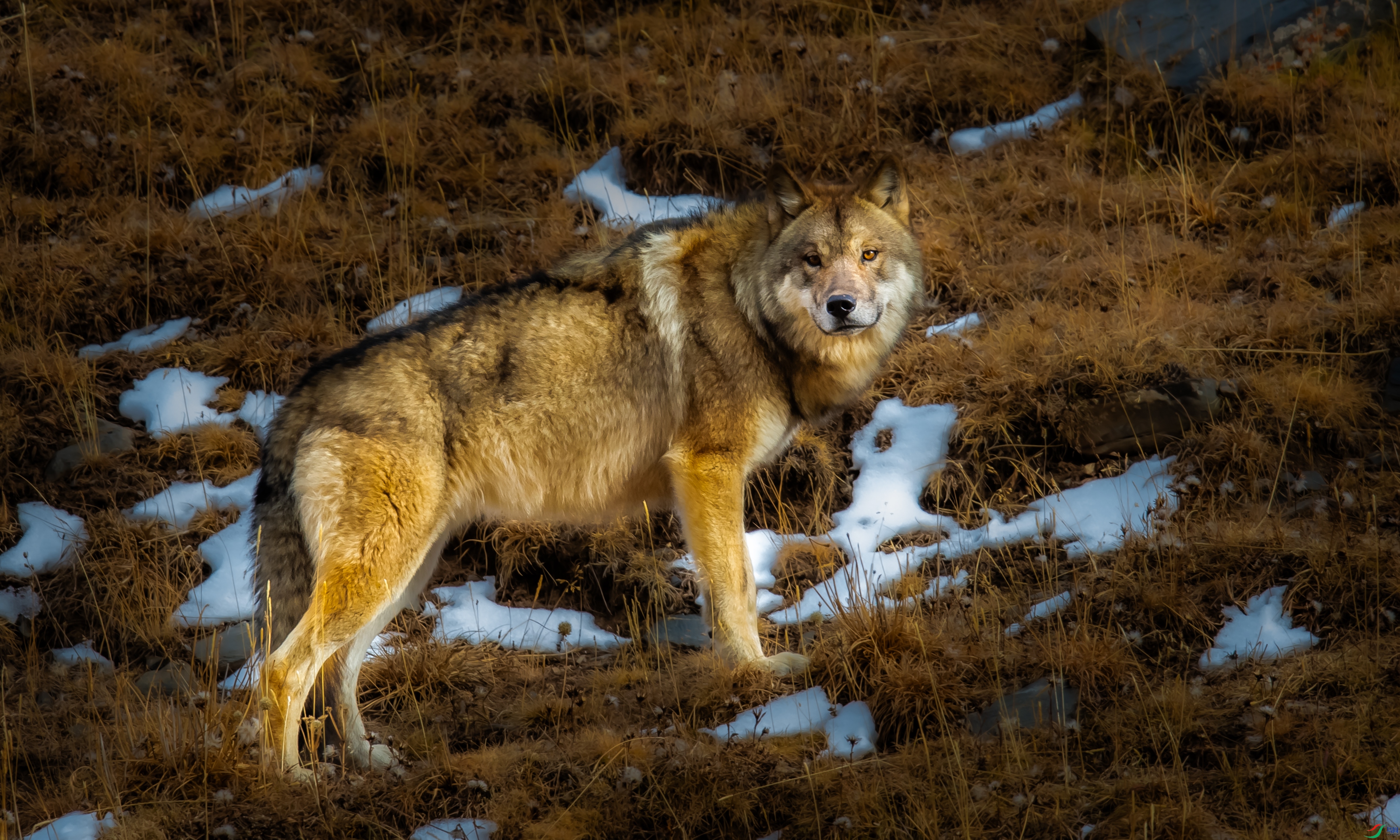 DSC_1509_1.jpg