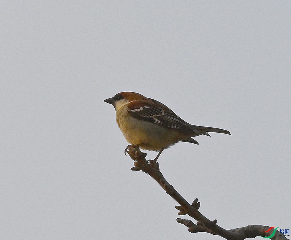 DSC_4576.JPG