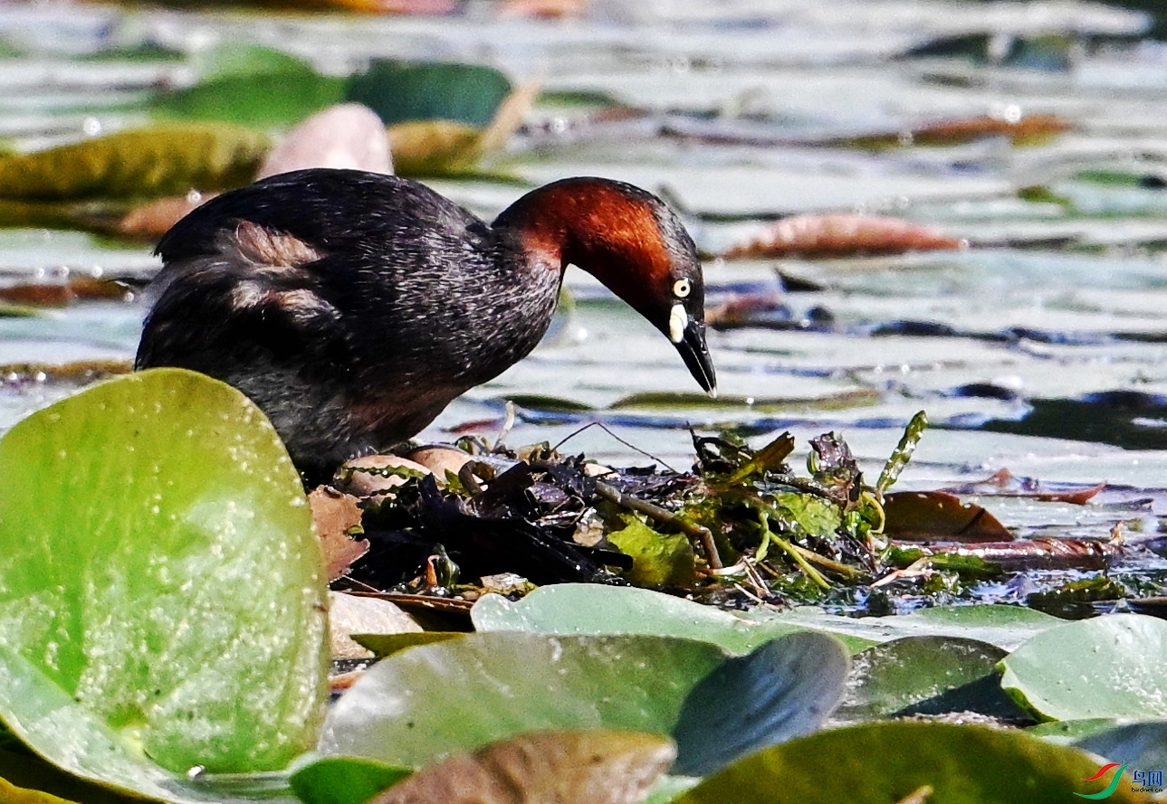 DSC_2921_conew2.jpg