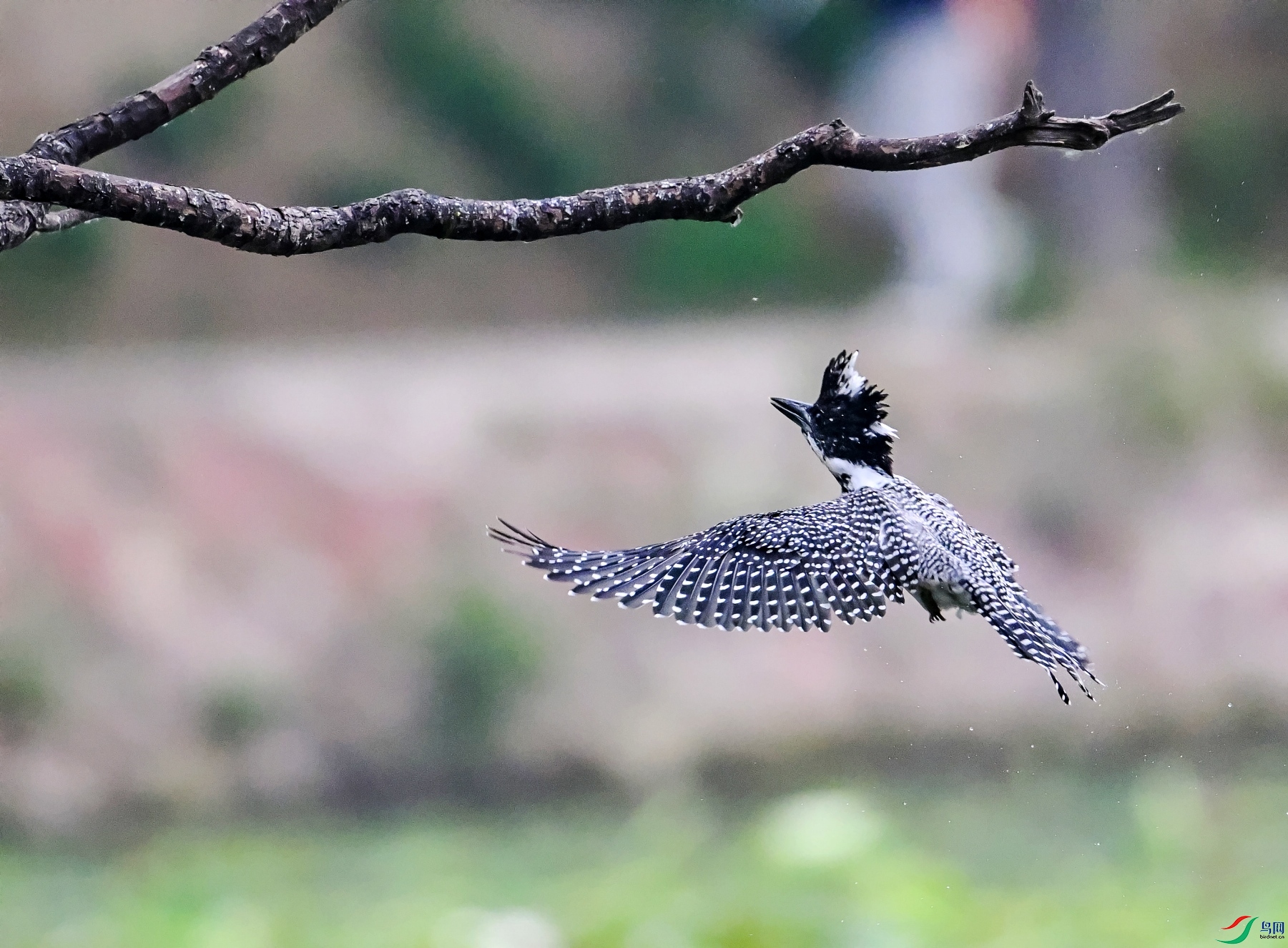 DSC_7567��֦.jpg