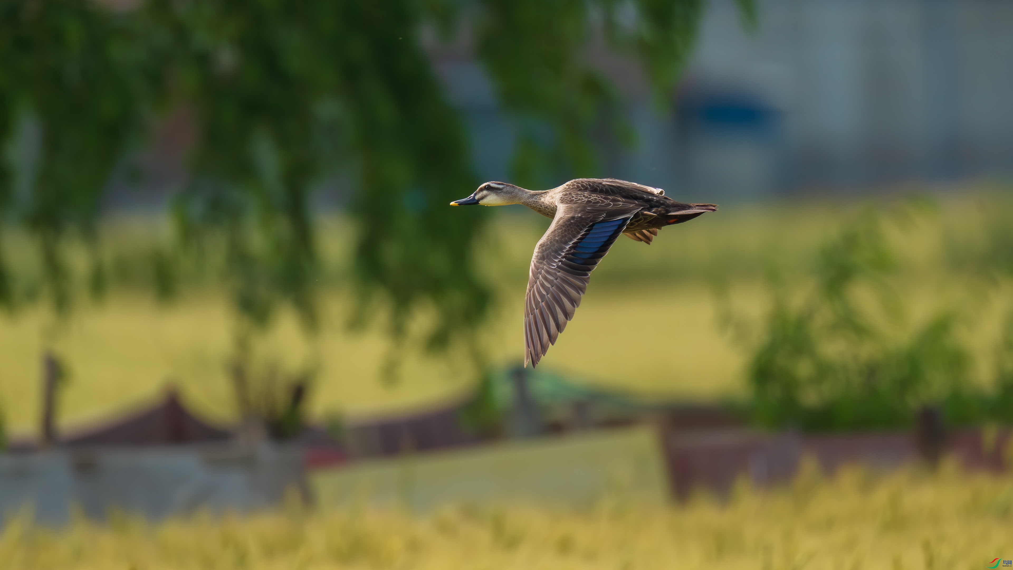 DSC_0762.jpg