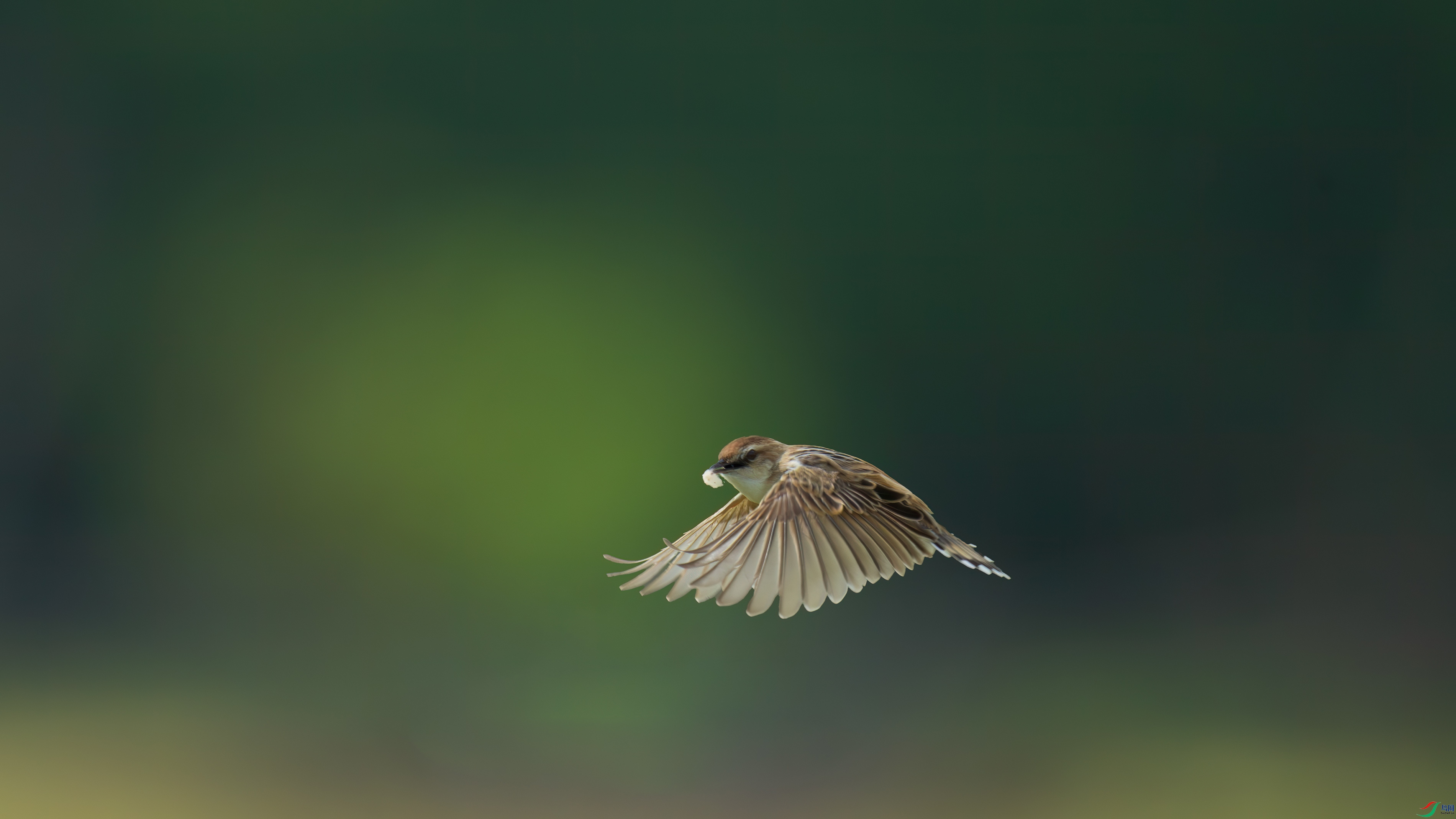 DSC_1273-2.jpg