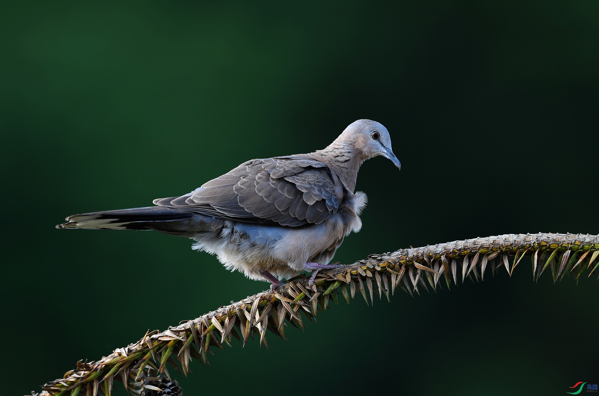 DSC_1647.jpg