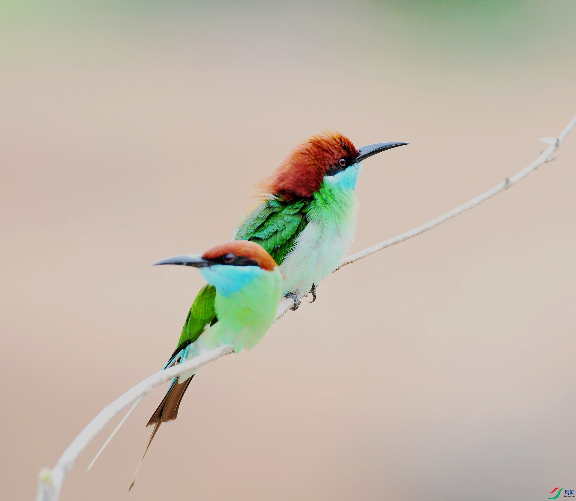 DSC_0339.jpg