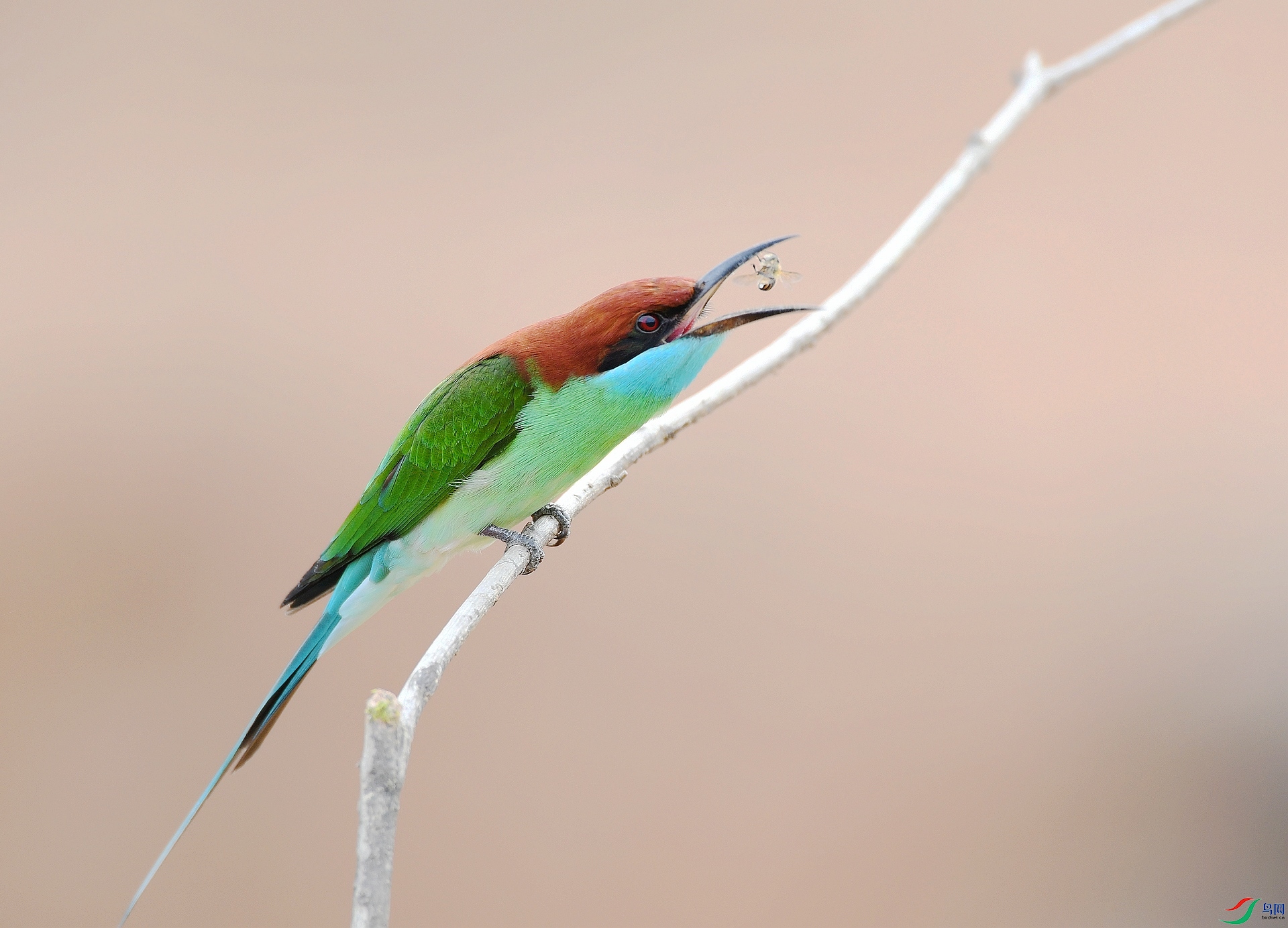 DSC_0217.jpg
