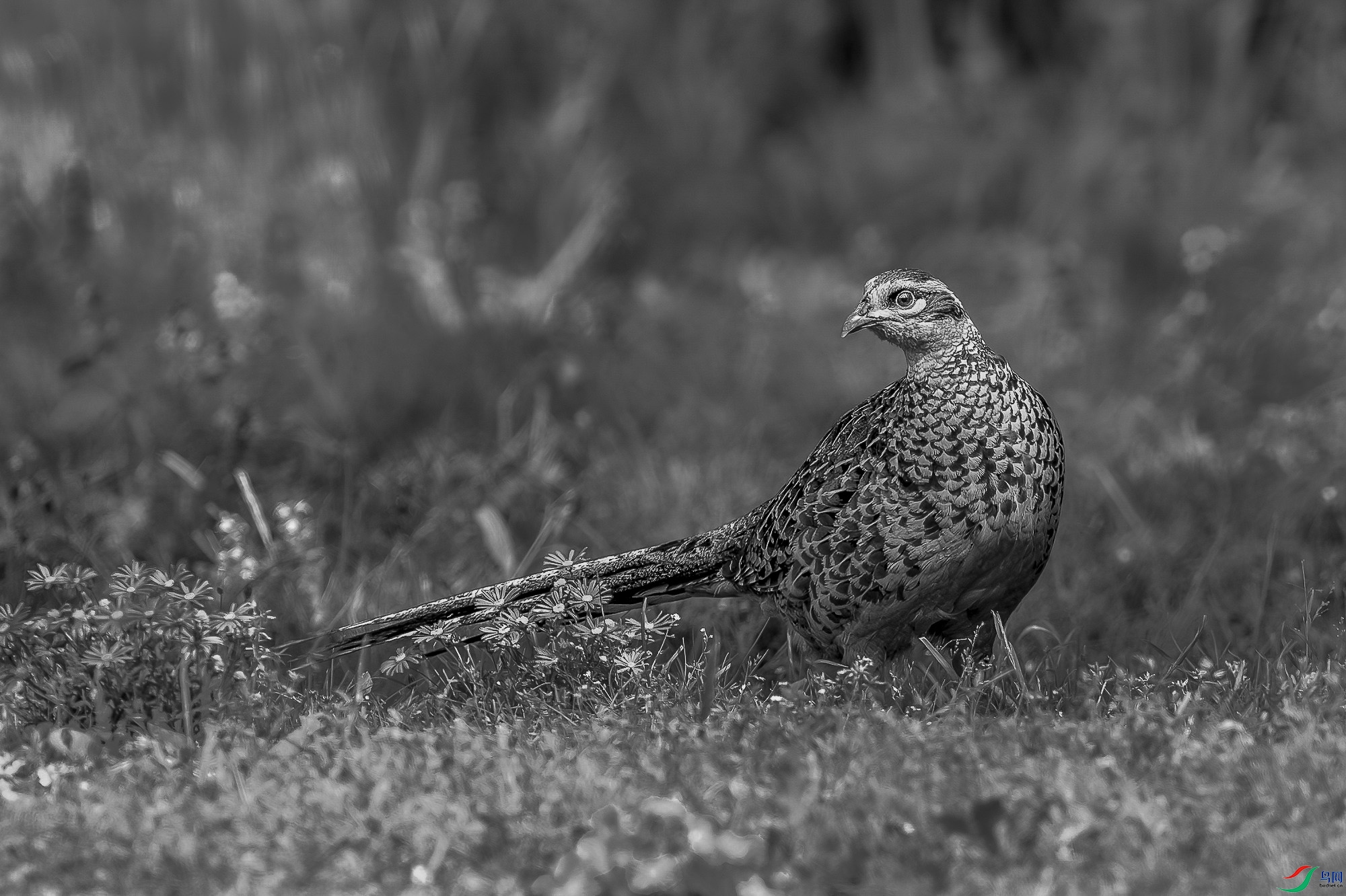 _DSC3648..jpg