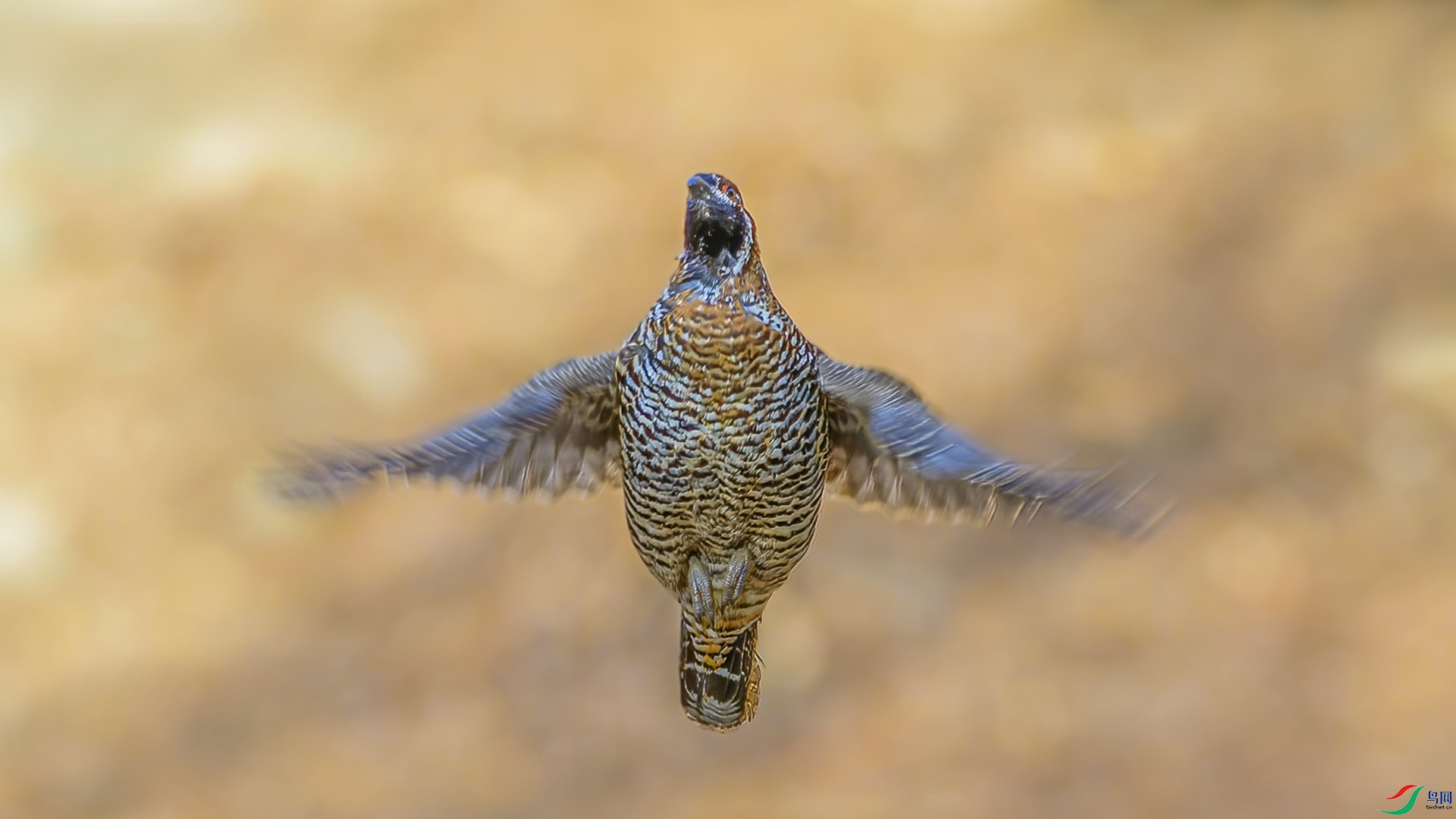 _DSC7670-NEF_DxO_DeepPRIME.jpg