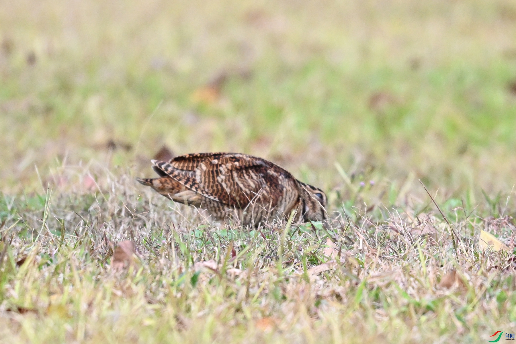 DSC_8601.JPG