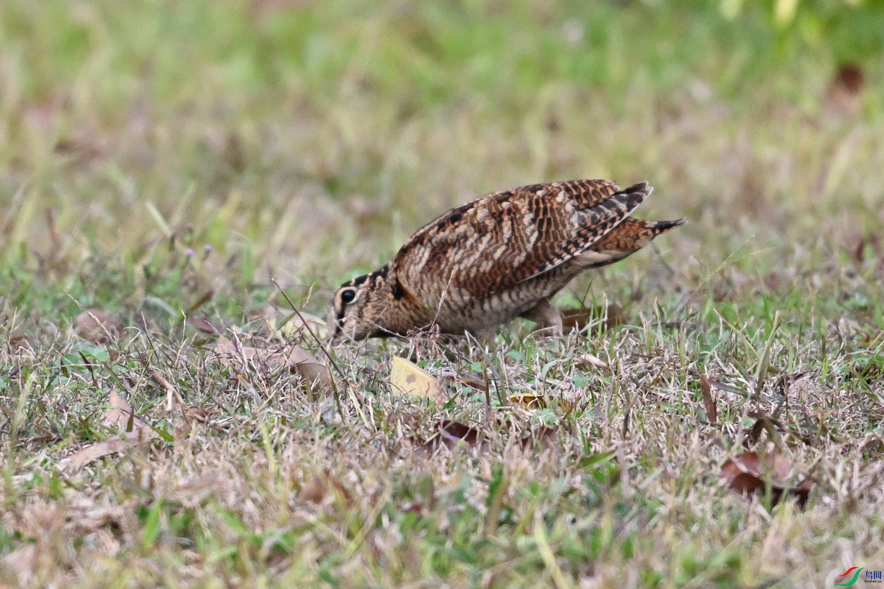DSC_8614.JPG