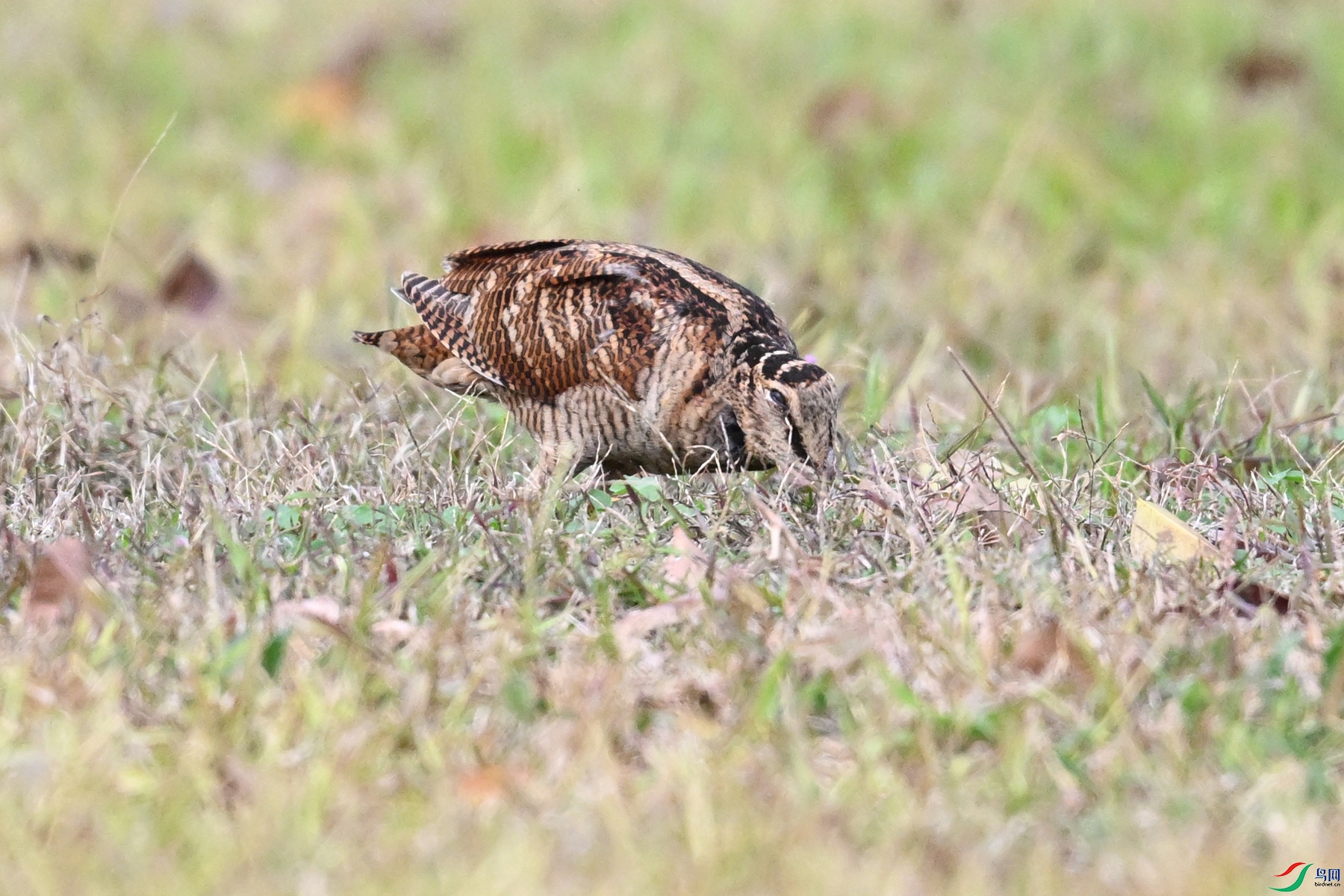DSC_8604.JPG