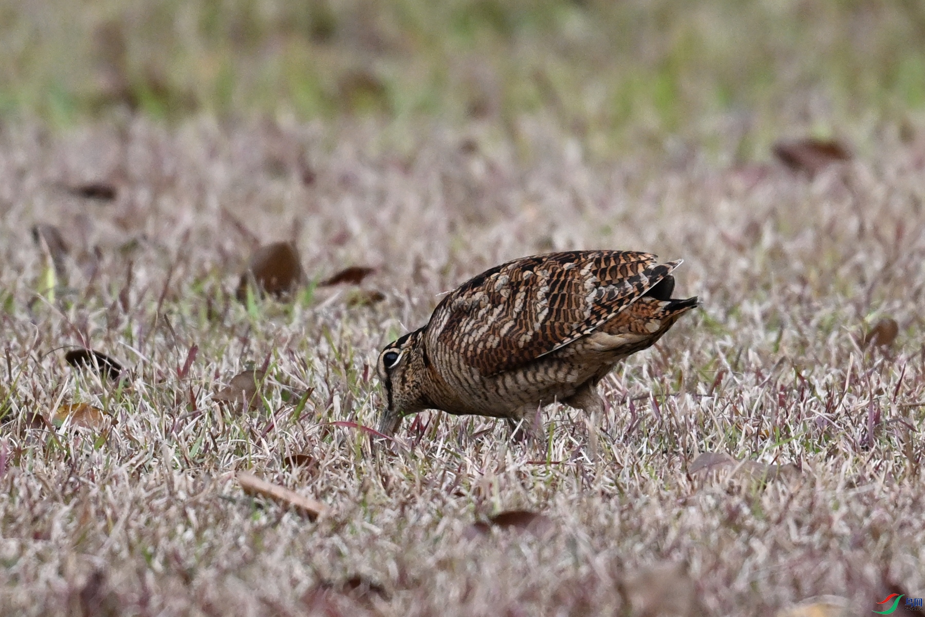 DSC_8649.JPG