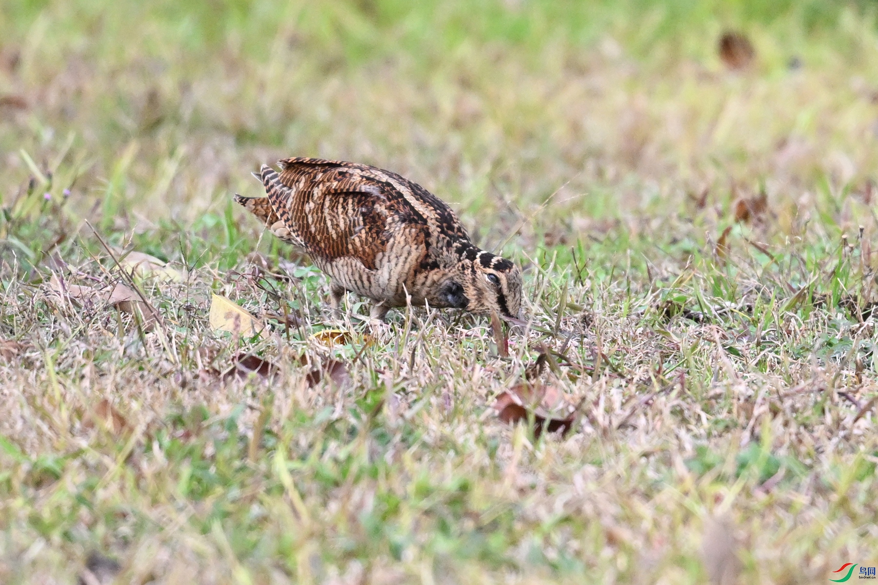 DSC_8609.JPG