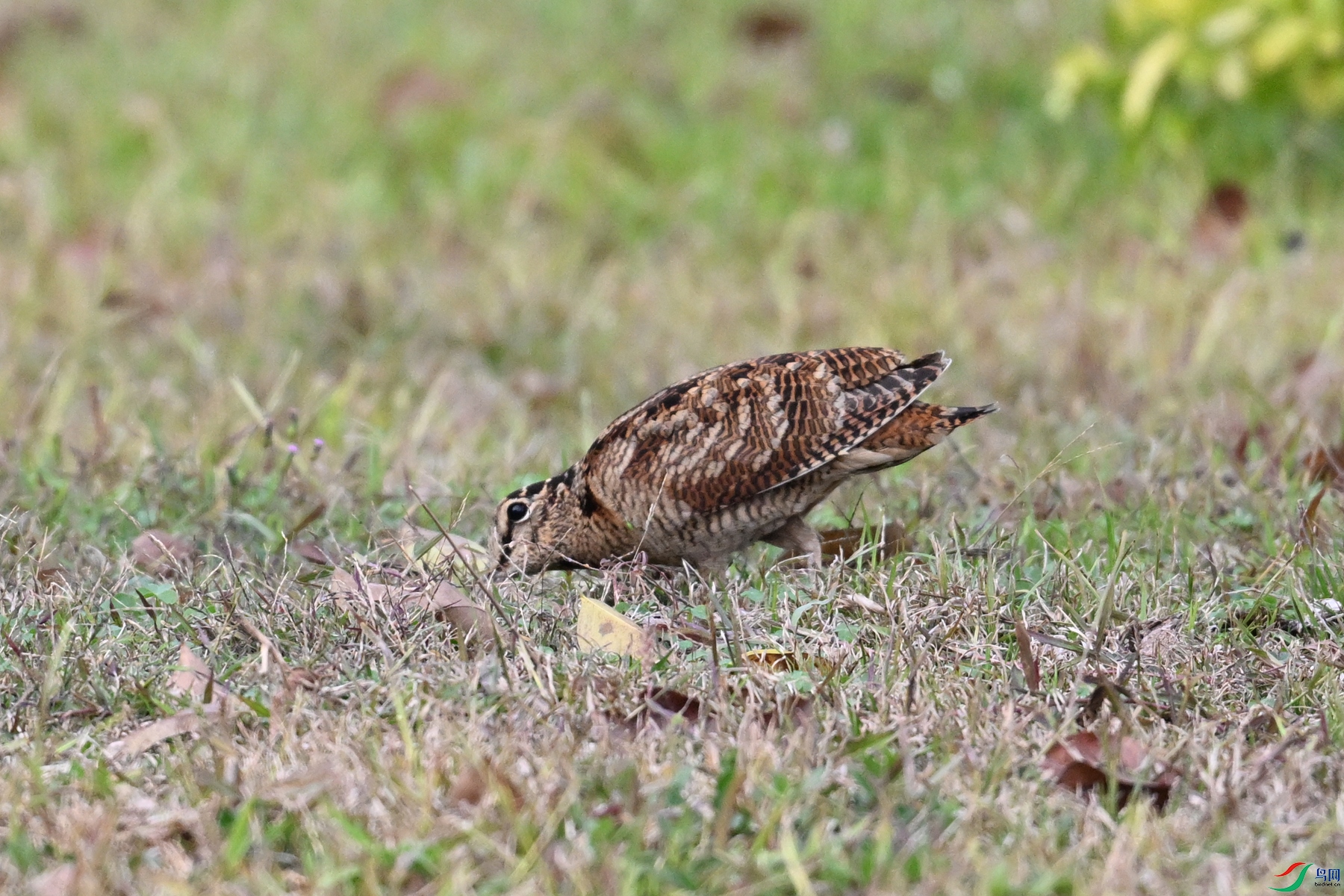 DSC_8615.JPG