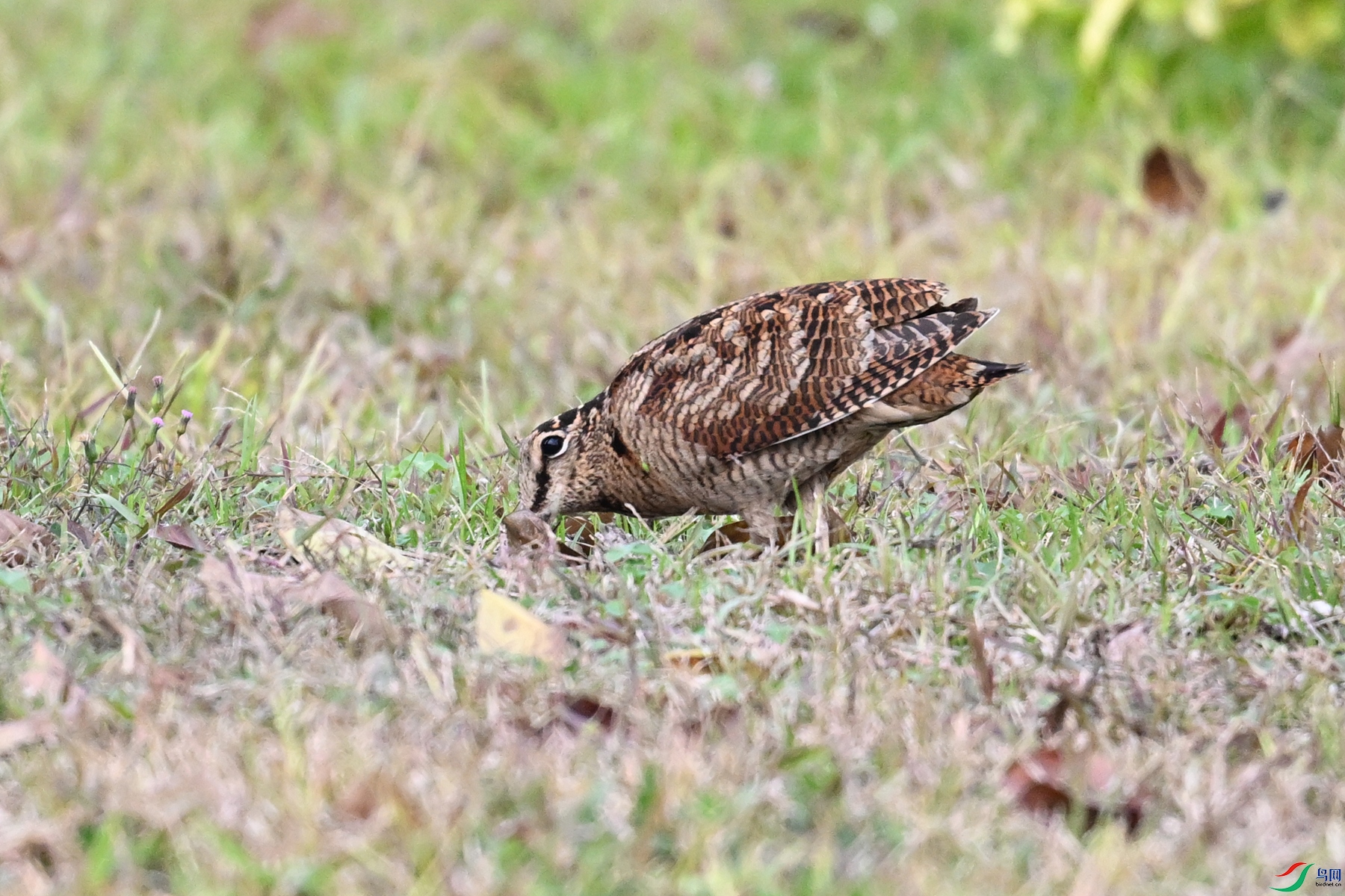 DSC_8620.JPG