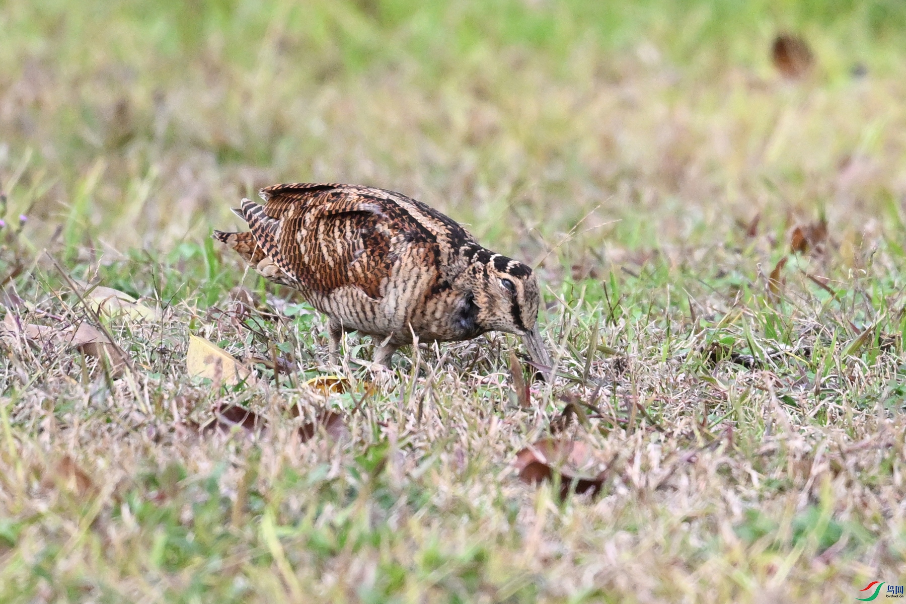 DSC_8612.JPG