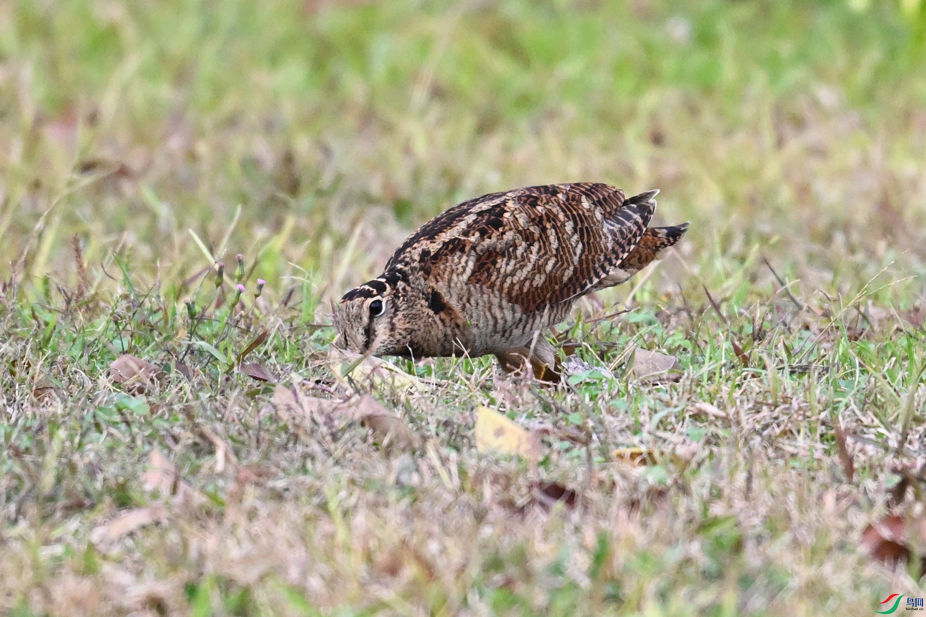 DSC_8624.JPG