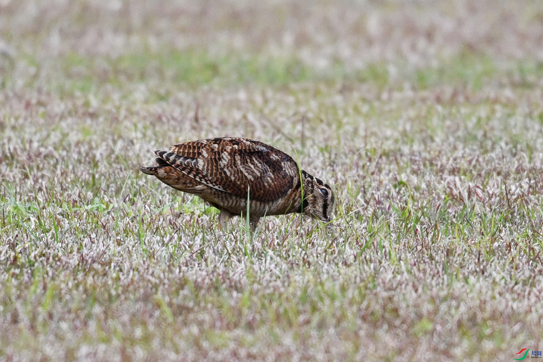 DSC_8666.JPG