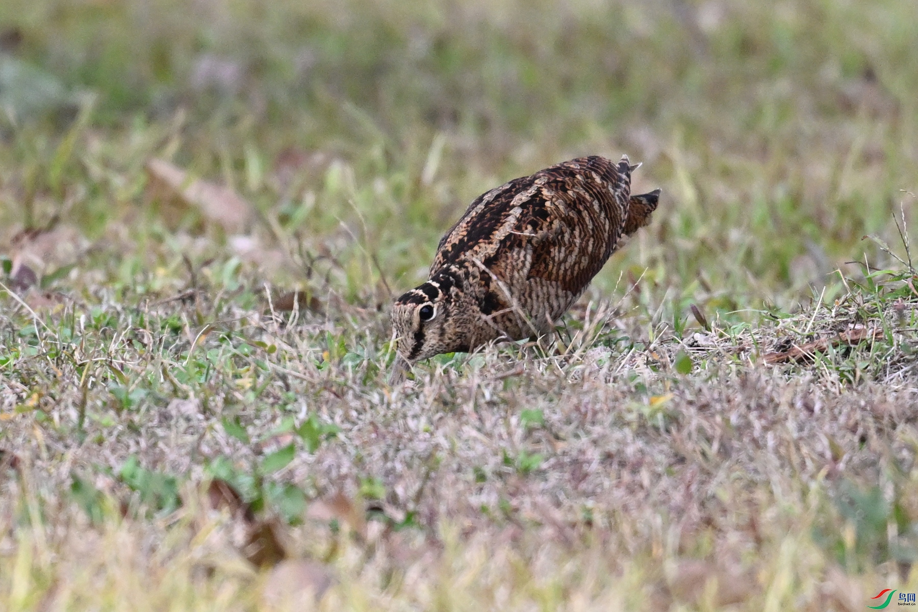DSC_8633.JPG