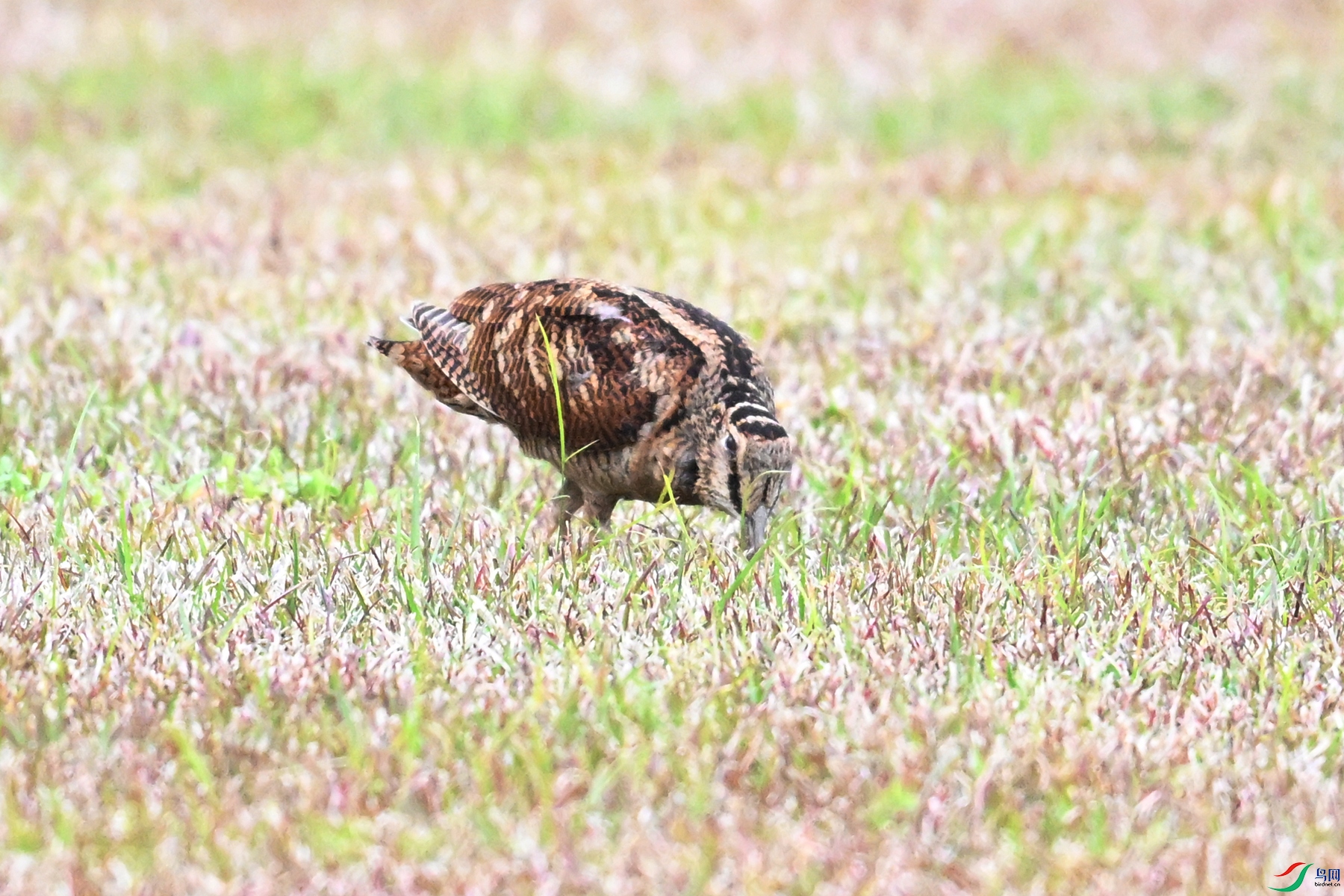 DSC_8668.JPG