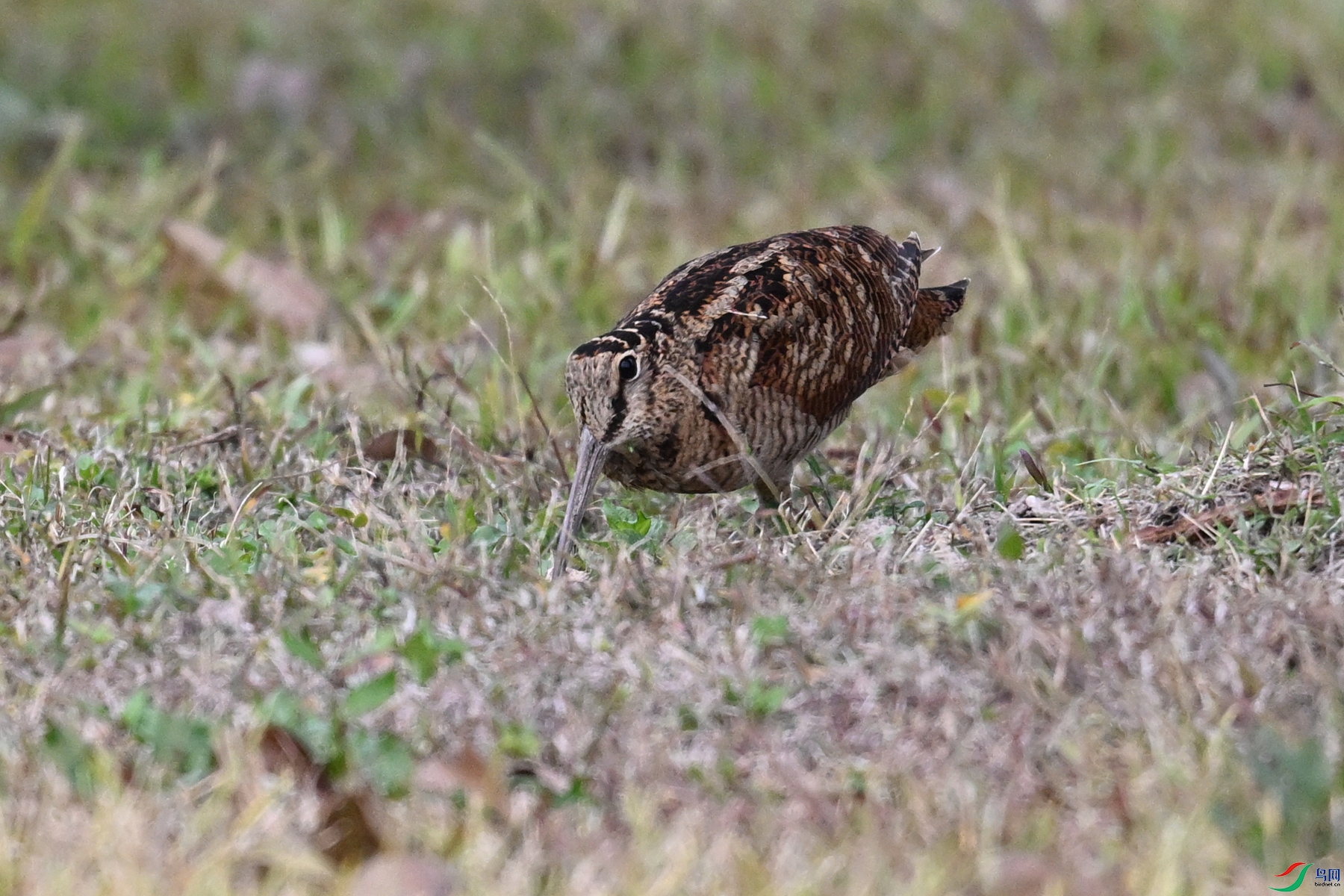 DSC_8636.JPG