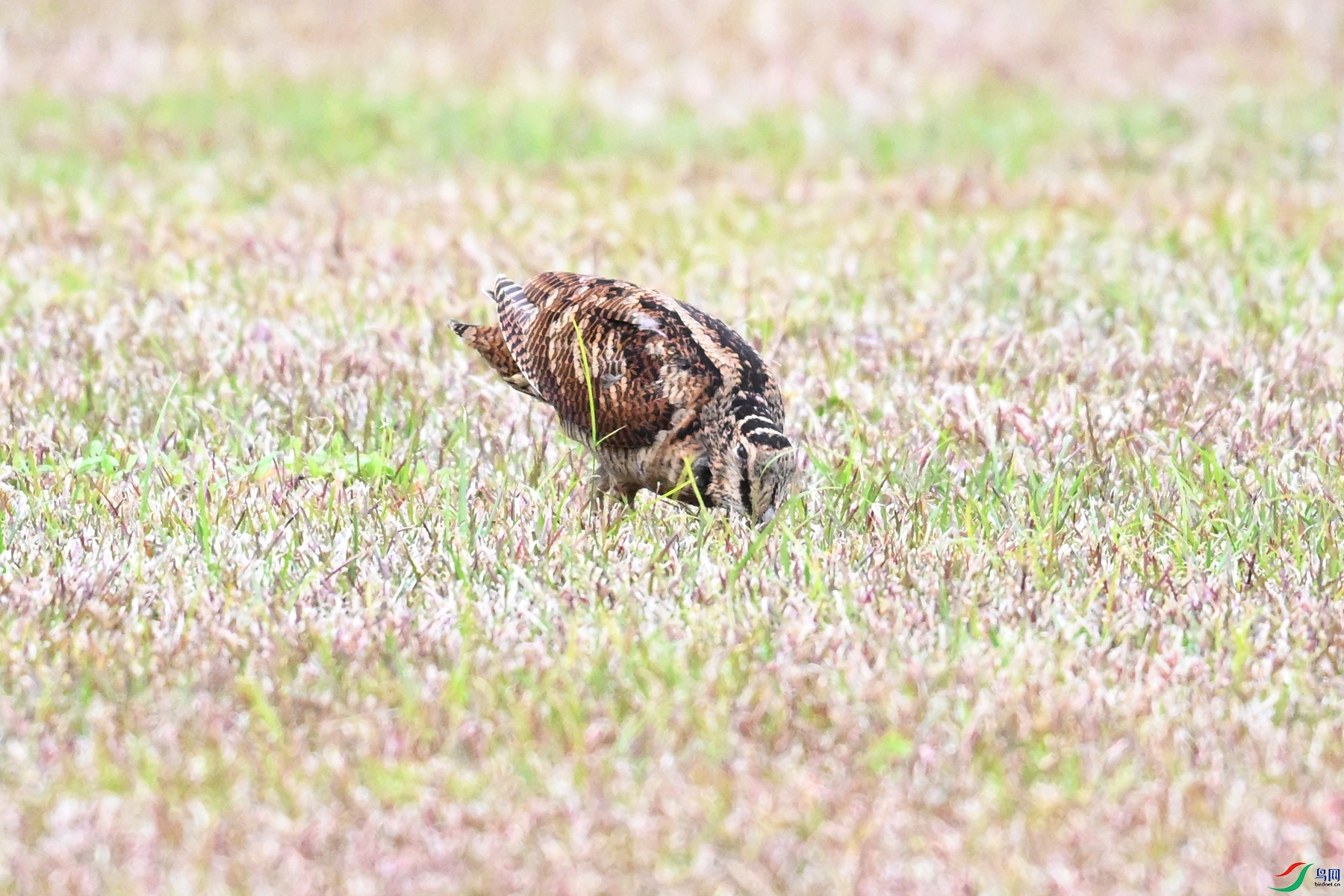 DSC_8670.JPG