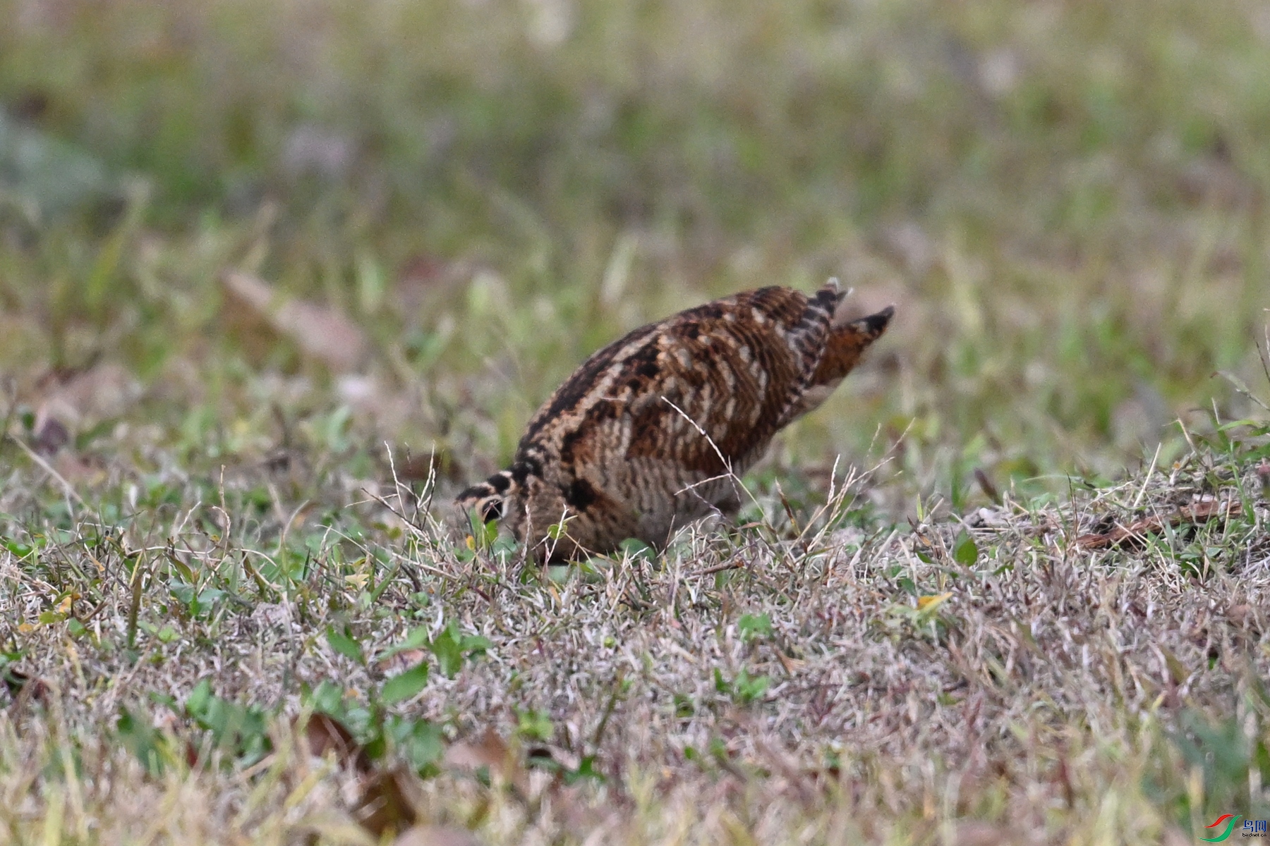 DSC_8640.JPG