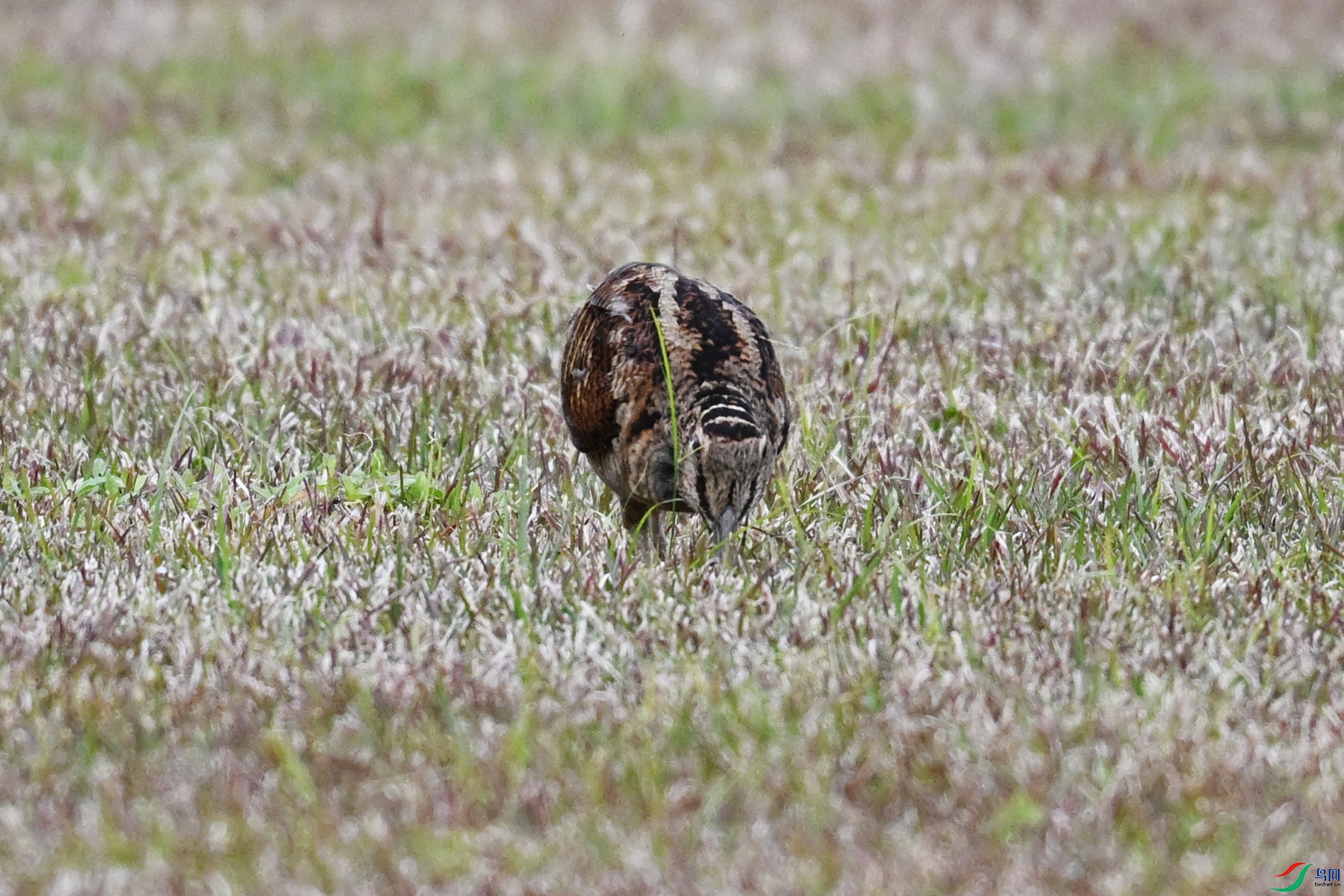 DSC_8678.JPG