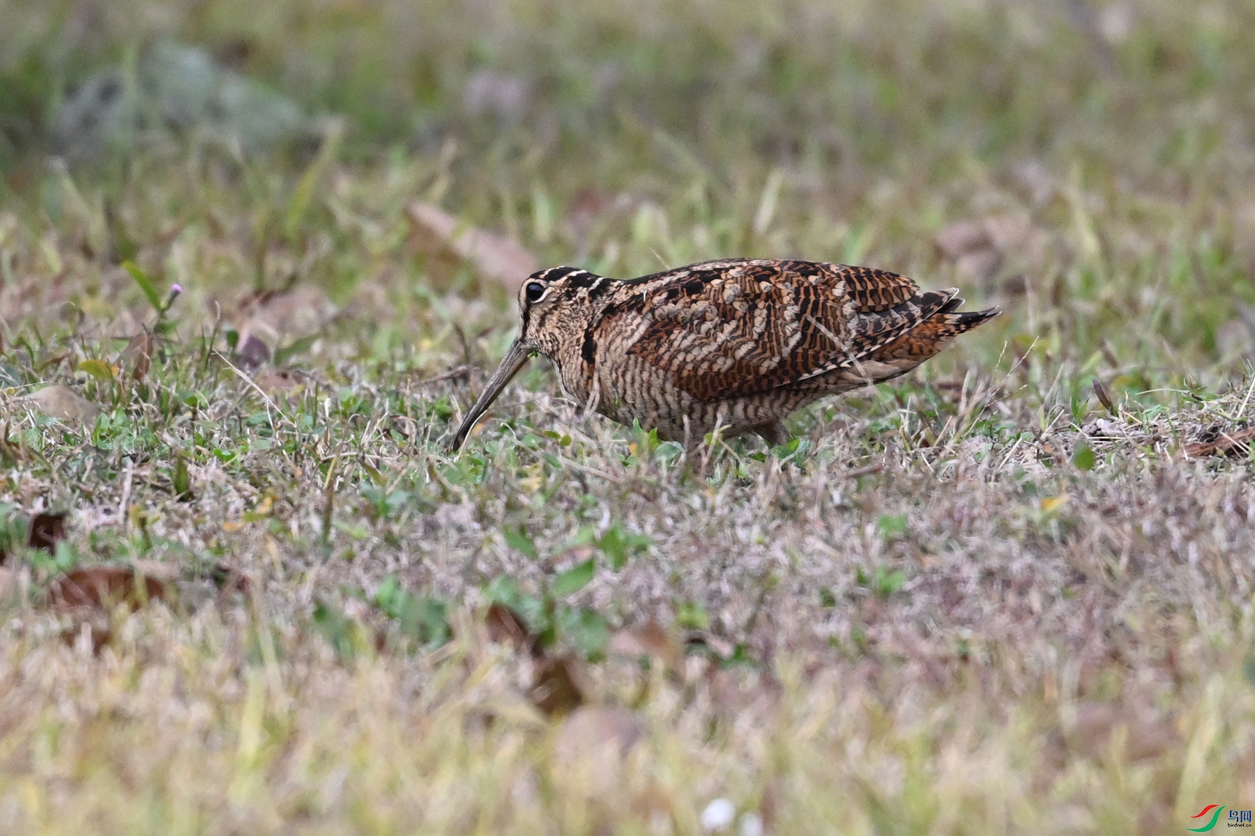 DSC_8643.JPG