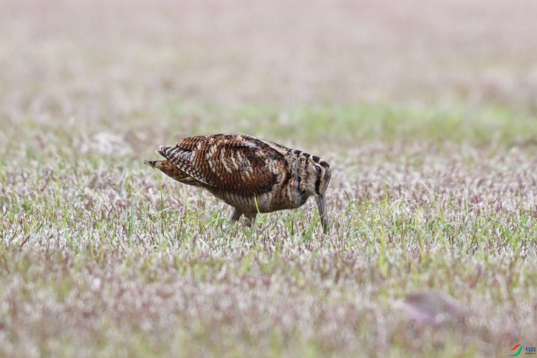 DSC_8681.JPG