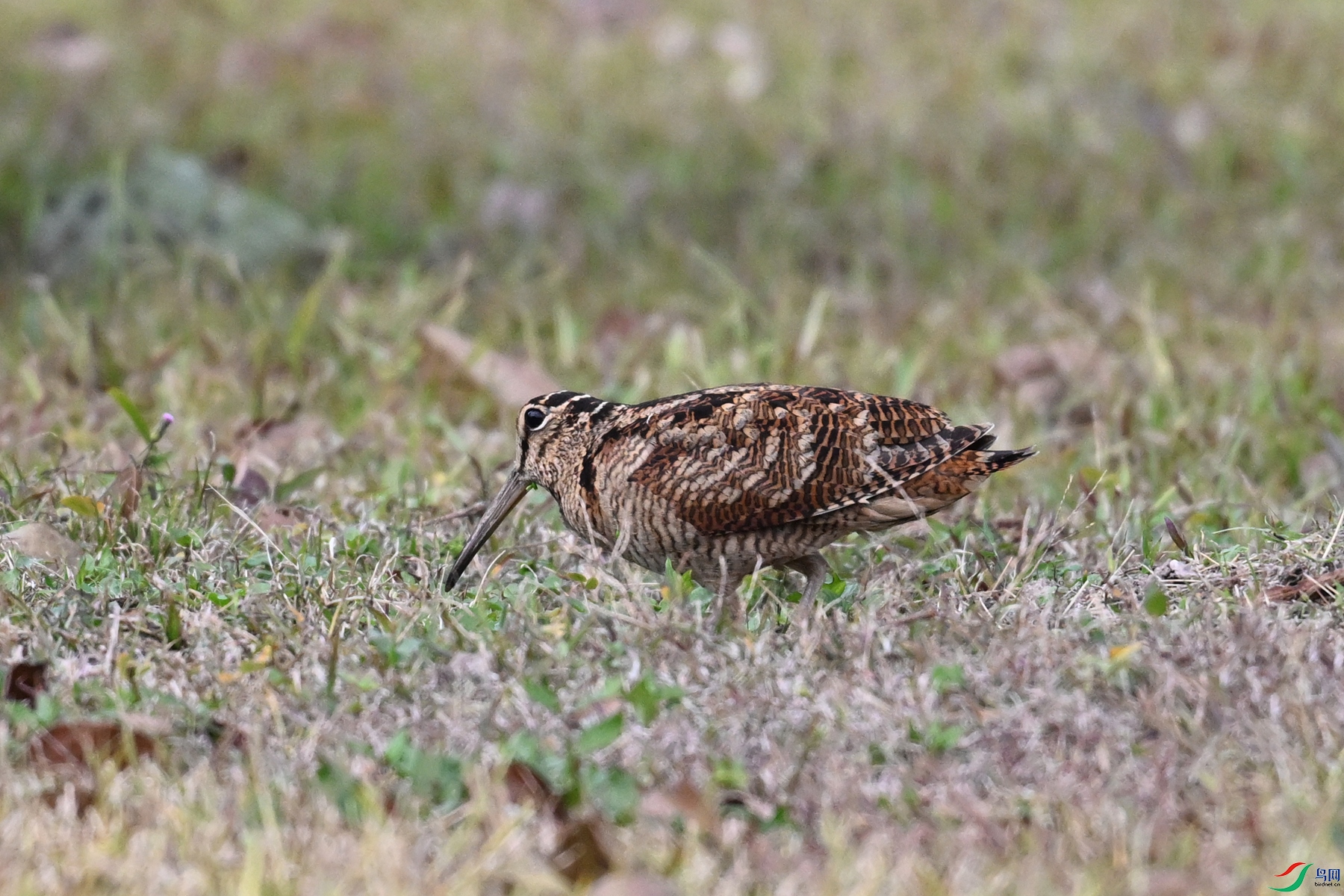 DSC_8644.JPG