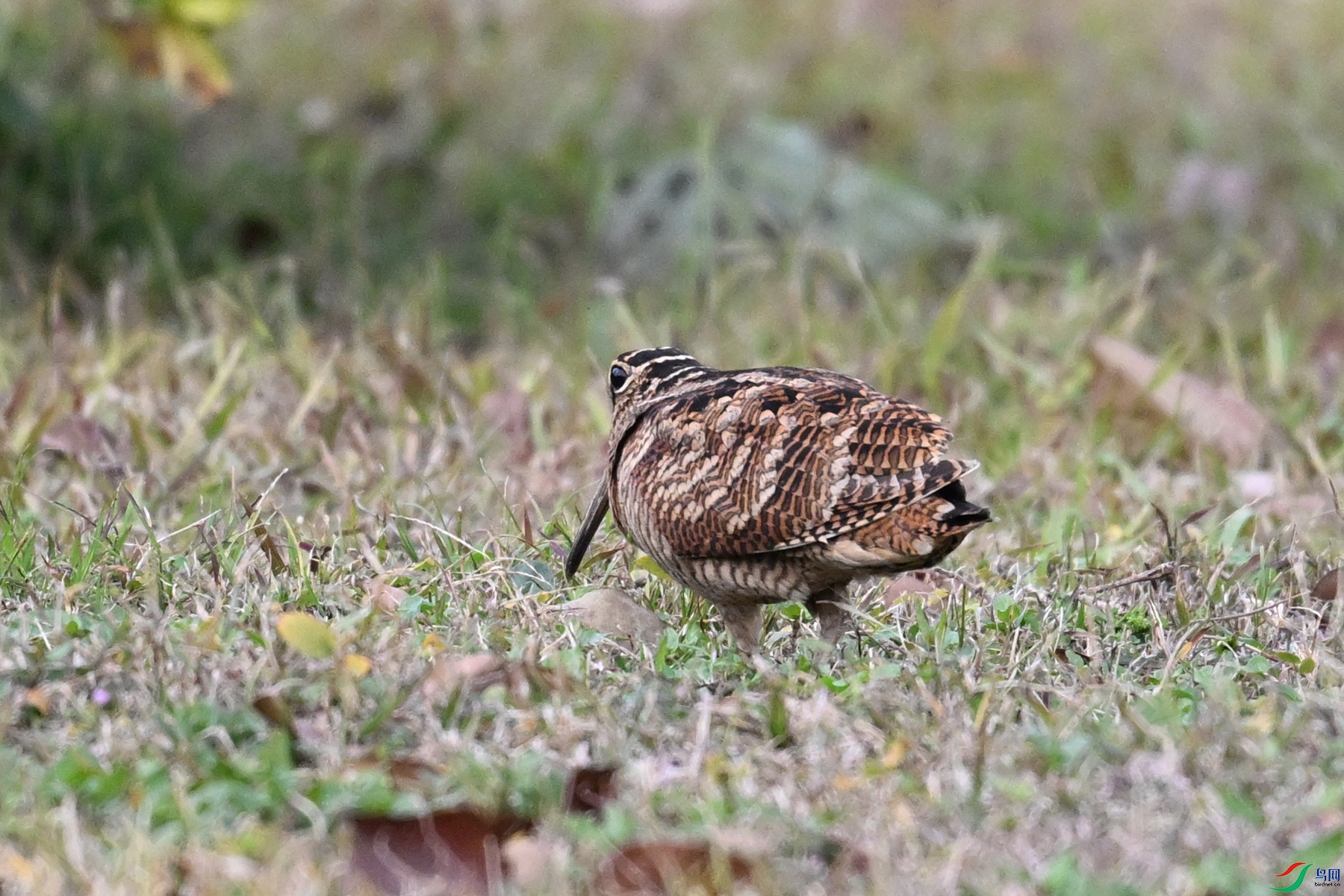 DSC_8647.JPG