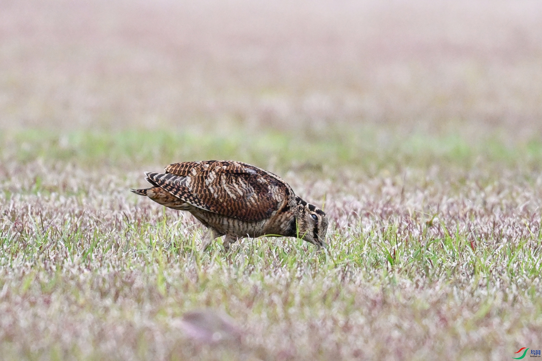 DSC_8686.JPG
