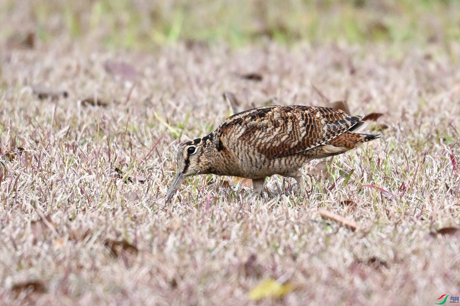 DSC_8652.JPG
