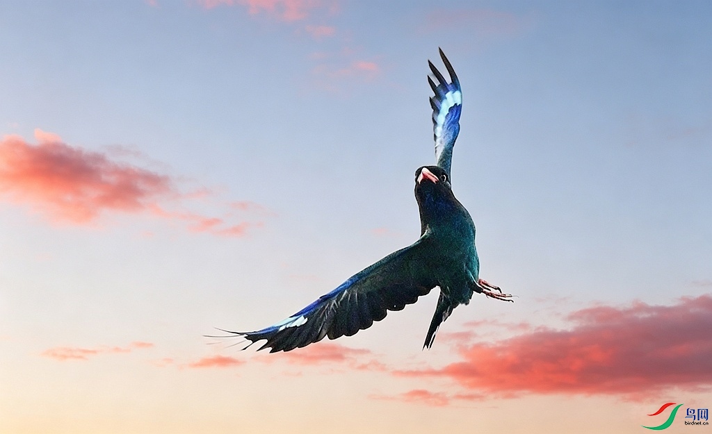 share_1778892288895.png