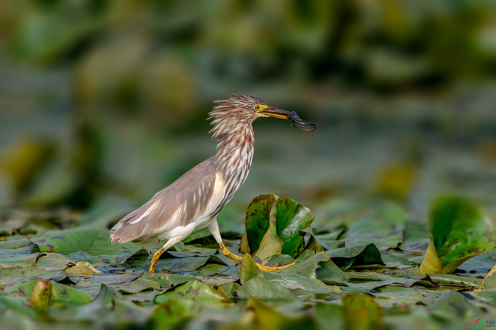_AUU9766 ʤ������(26.3.21).jpg